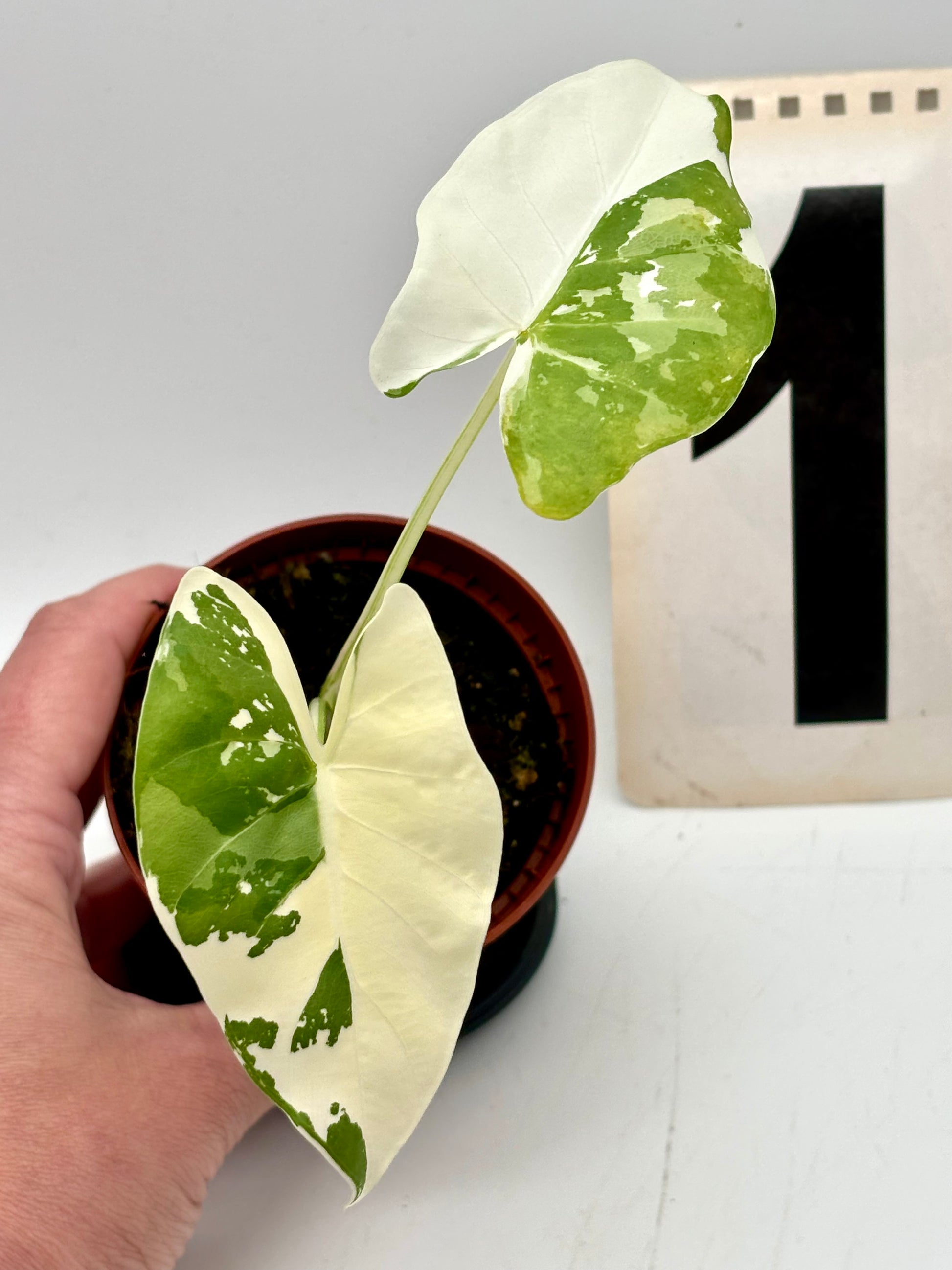 Alocasia Macrorrhiza Albo Variegata