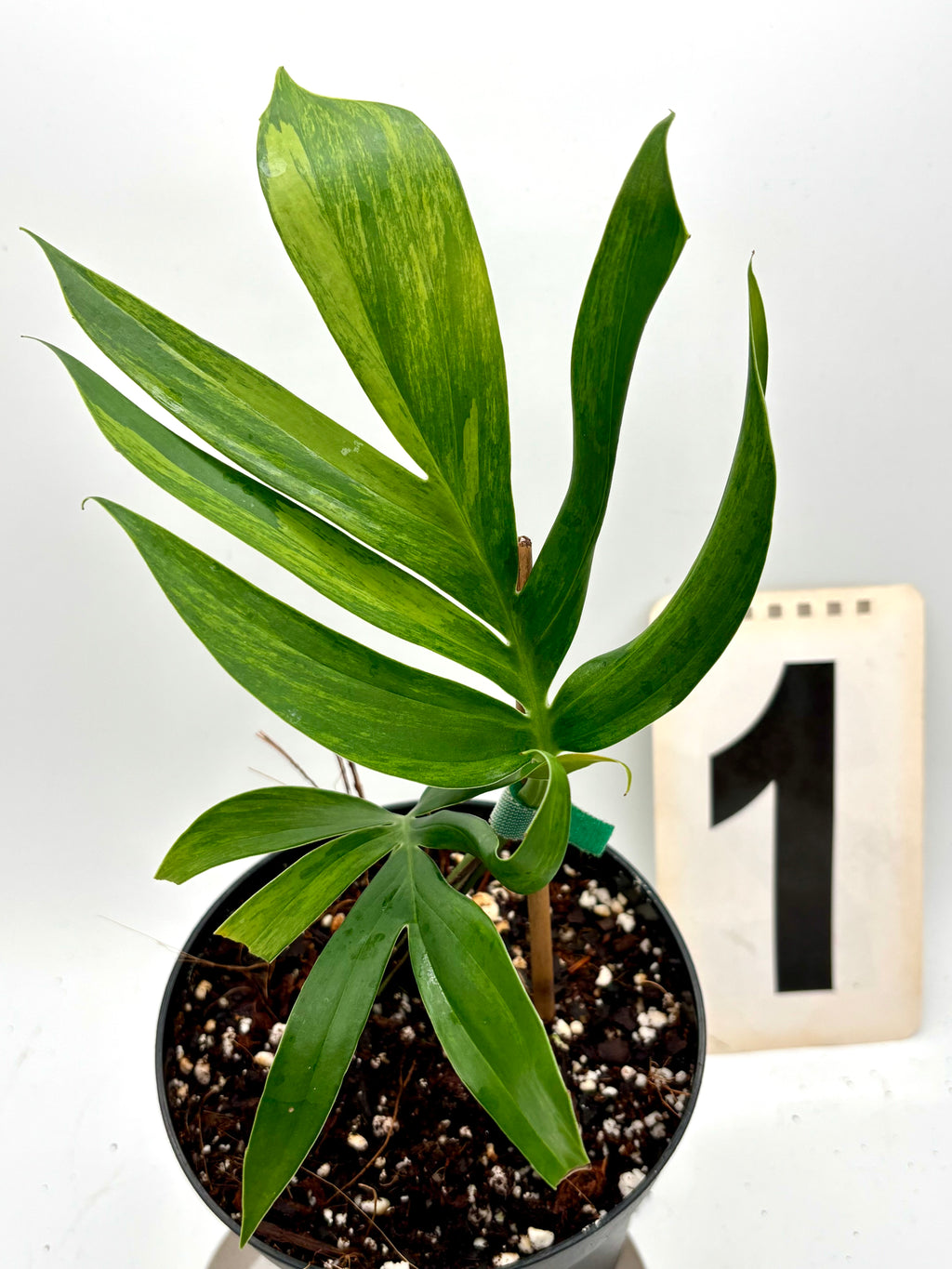 Philodendron Dragon Tail Variegata - Exotic-Flowers