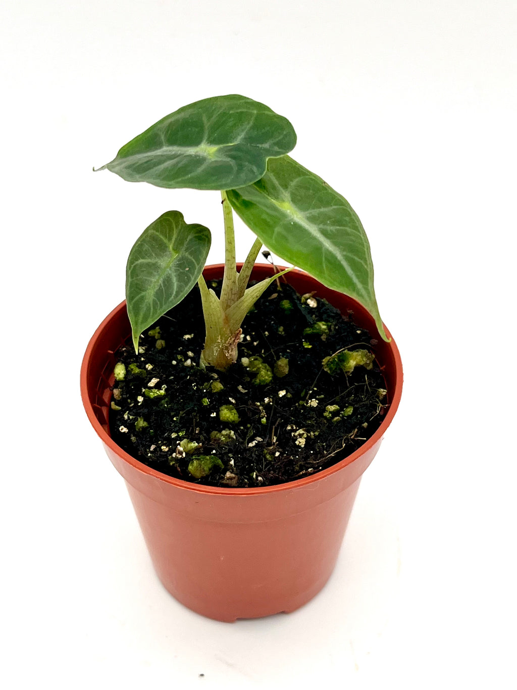 Alocasia Parasol