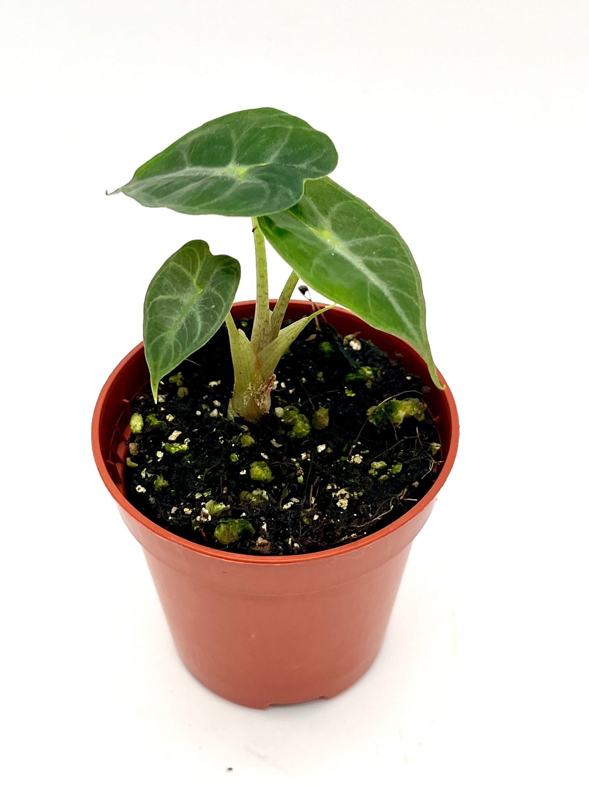 Alocasia Parasol