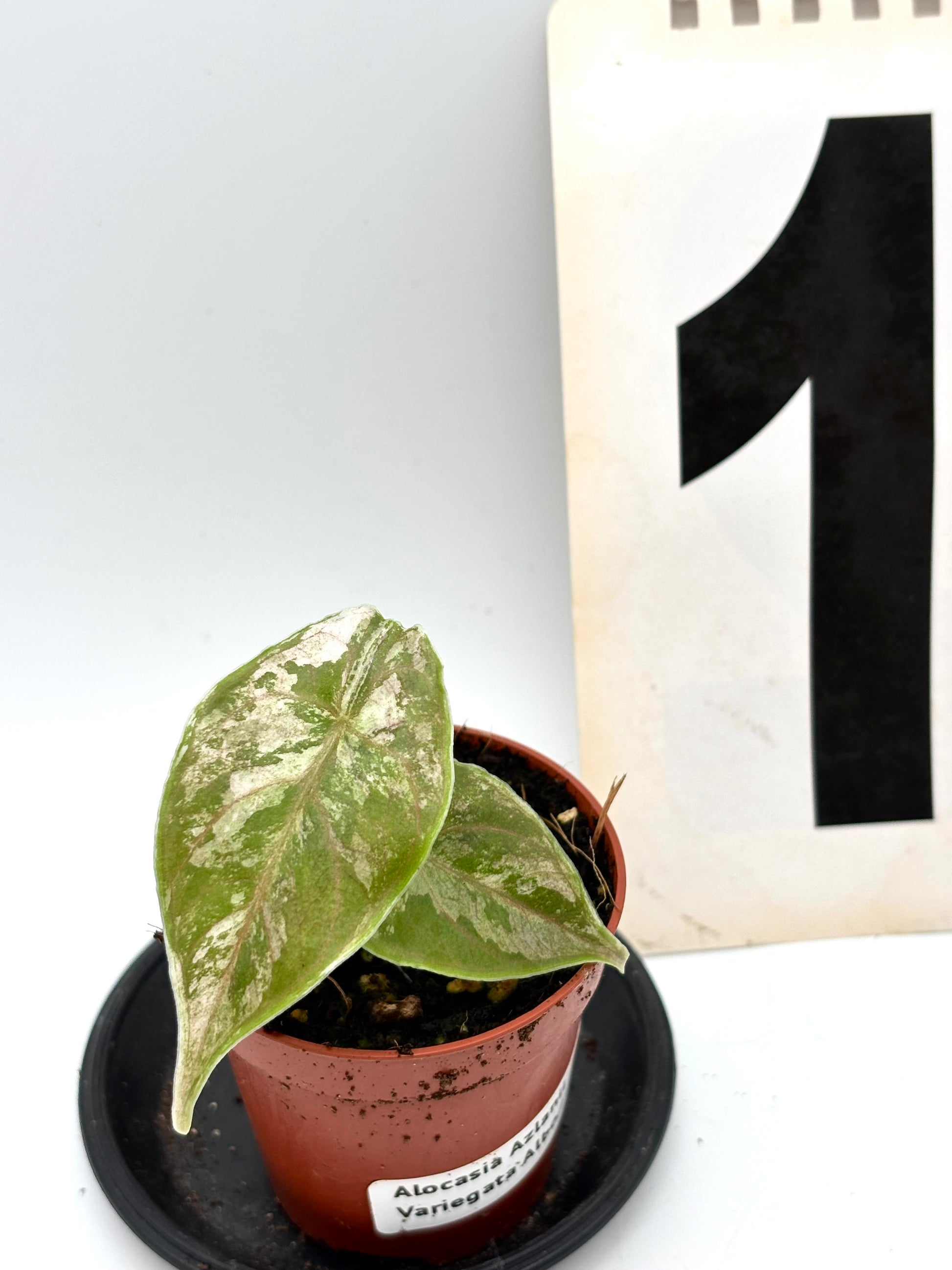 Alocasia Azlanii Variegata