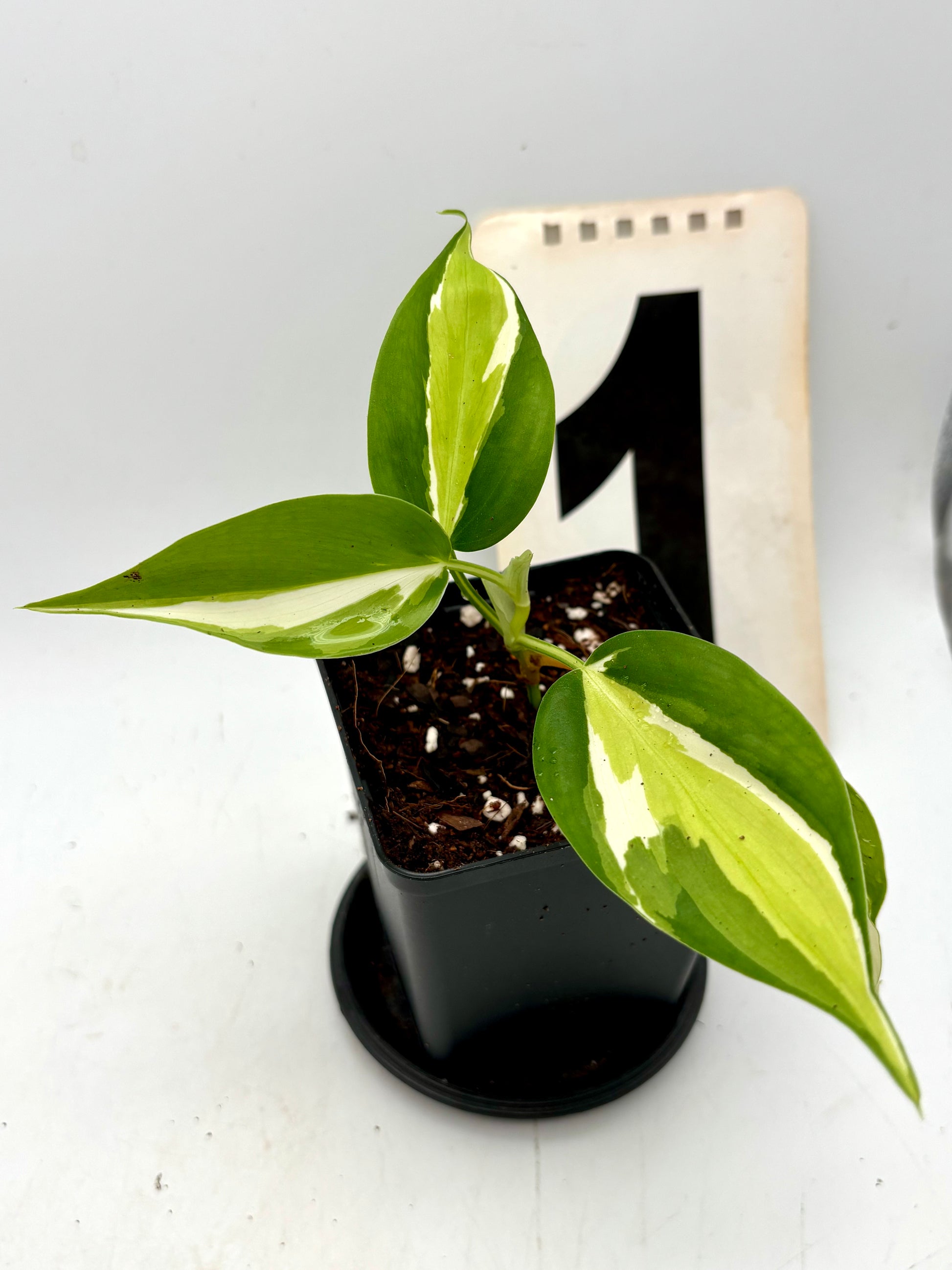 Philodendron Cream Splash