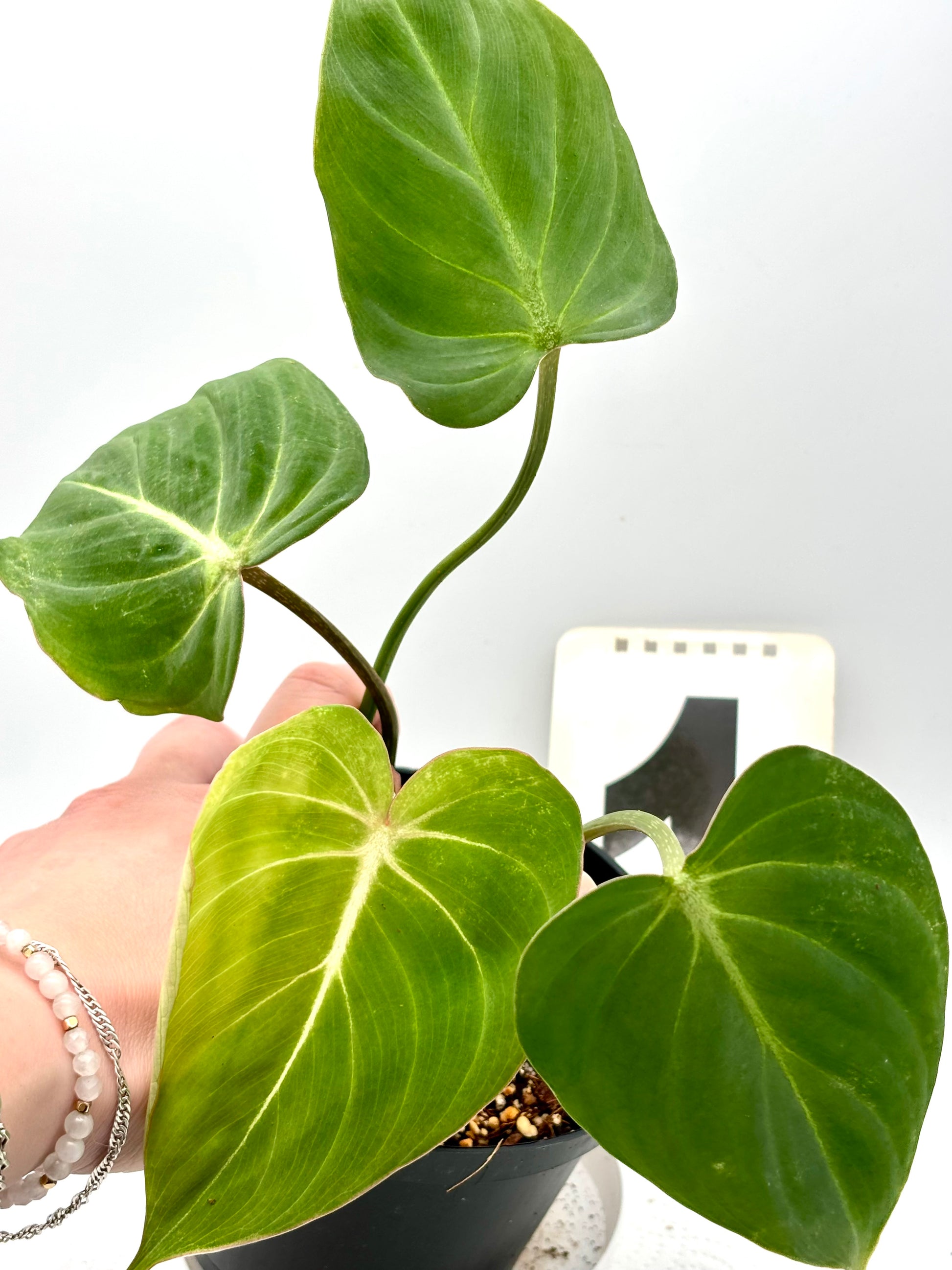 philodendron gloriosum flower Philodendron Gloriosum – Exotic-Flowers