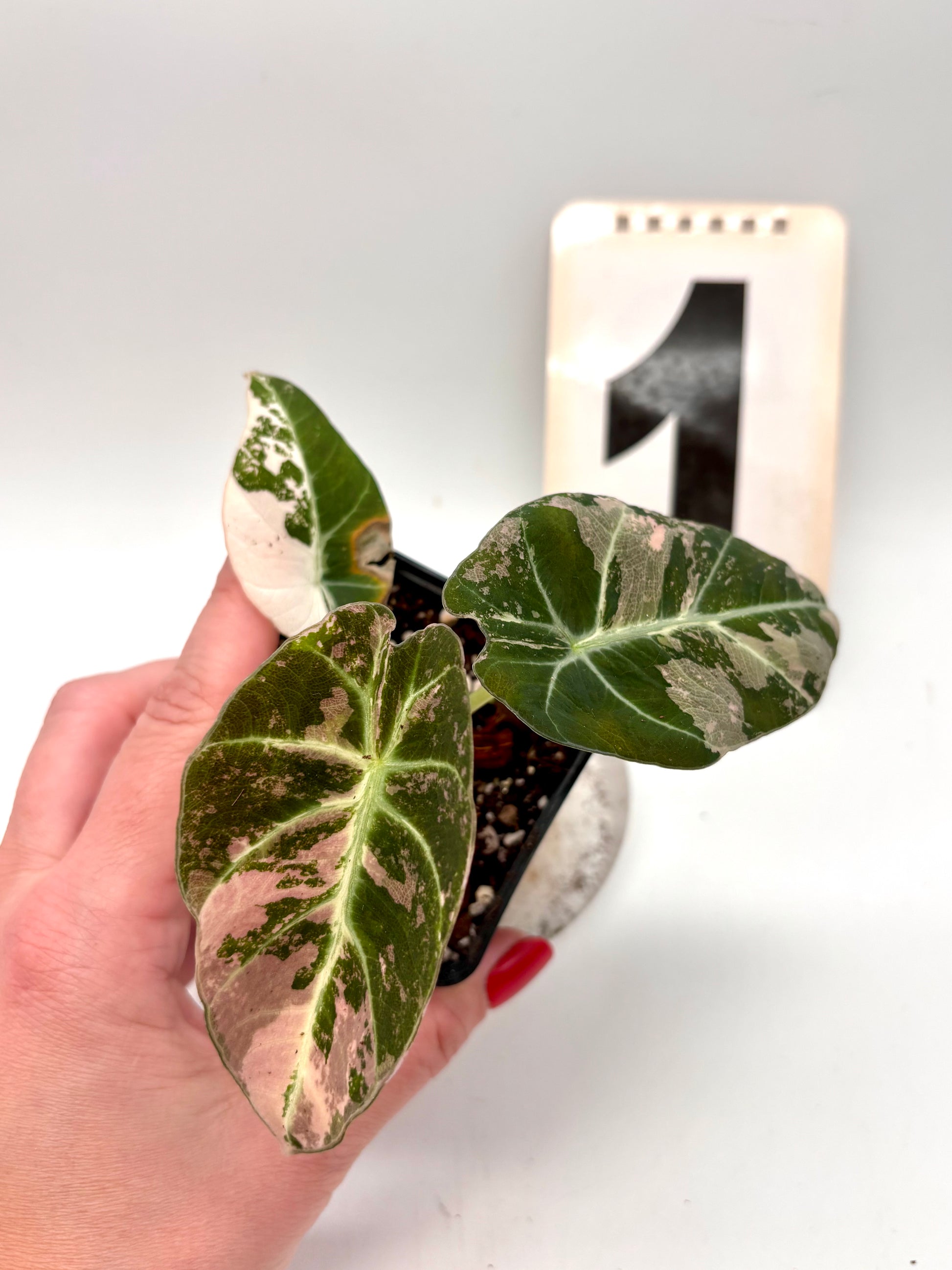 Alocasia Black Velvet Variegata