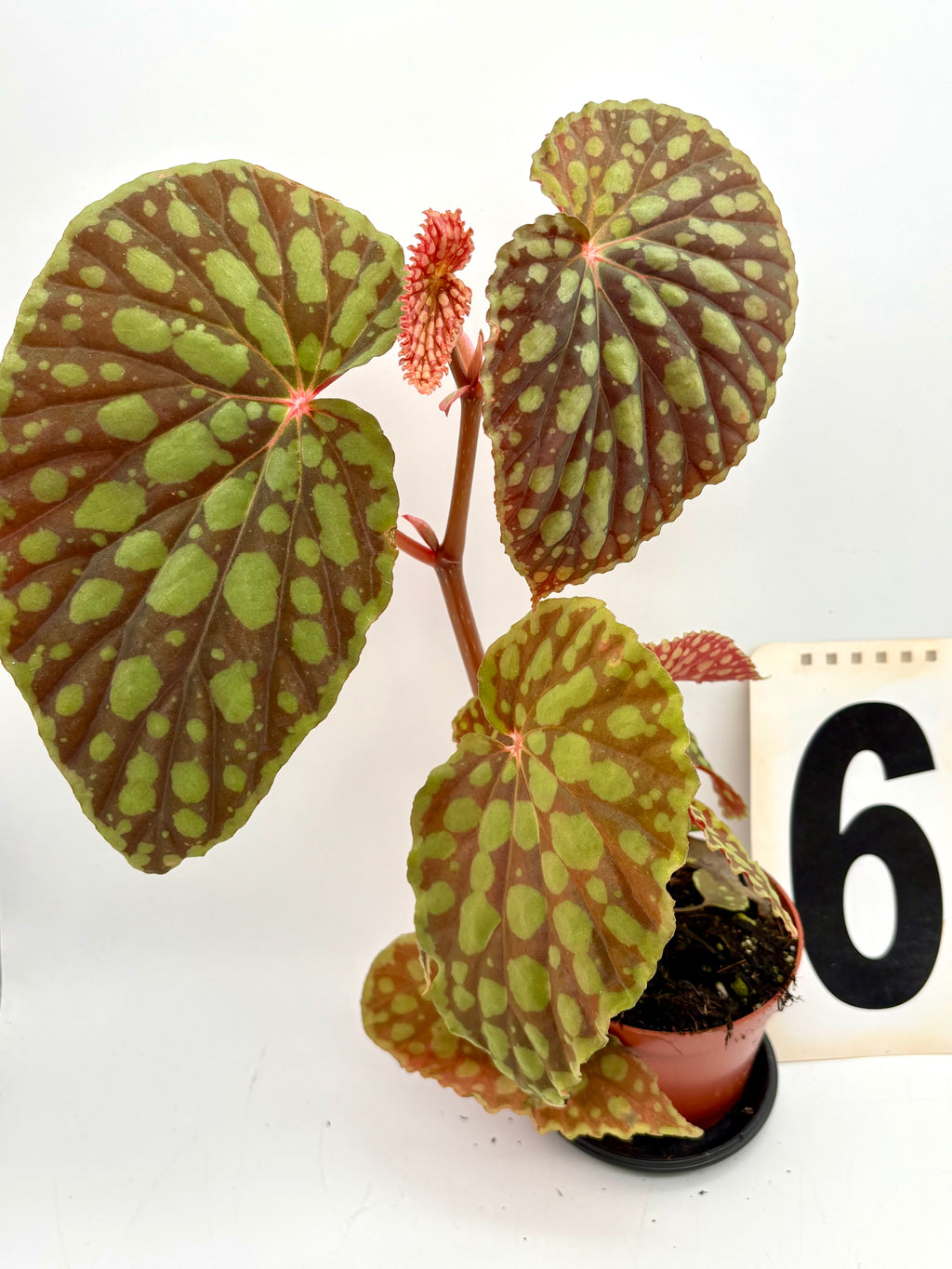 Exotische Begonia Chlorosticta mit grünen Blättern und weißen Flecken, Pflanze in Topf, von Exotic-Flowers.