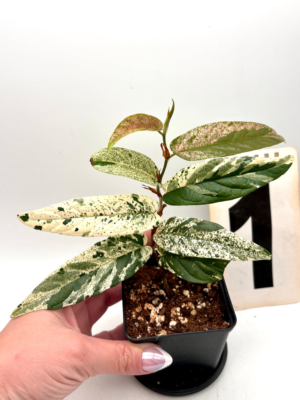 Ficus Sagittata Pink Variegata