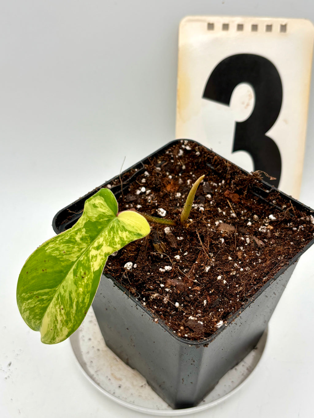 Philodendron Florida Beauty - Exotic-Flowers