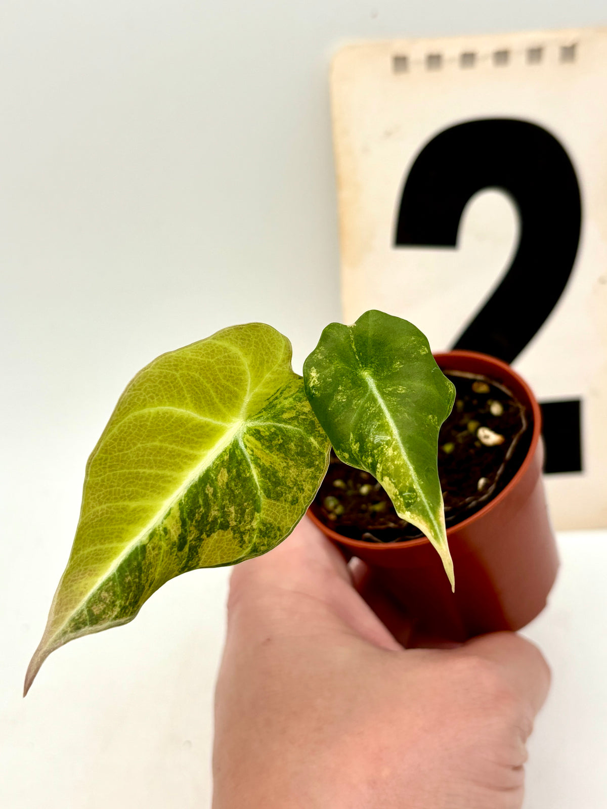 Alocasia Black Velvet Aurea Variegata von Exotic-Flowers, grüne Blätter mit schwarzen und goldenen Mustern, detailreiche Pflanze.