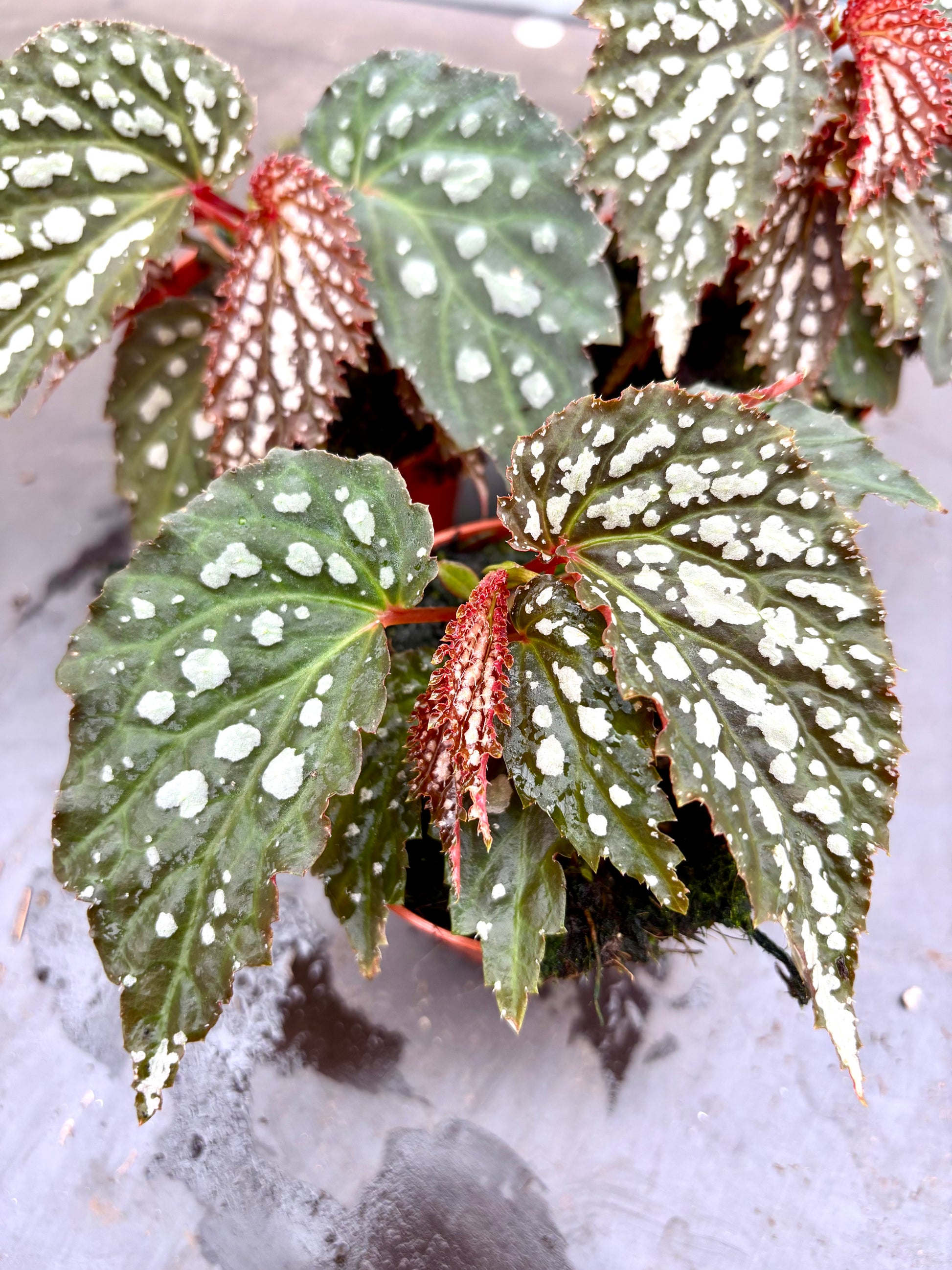 Begonia Snow Leopard