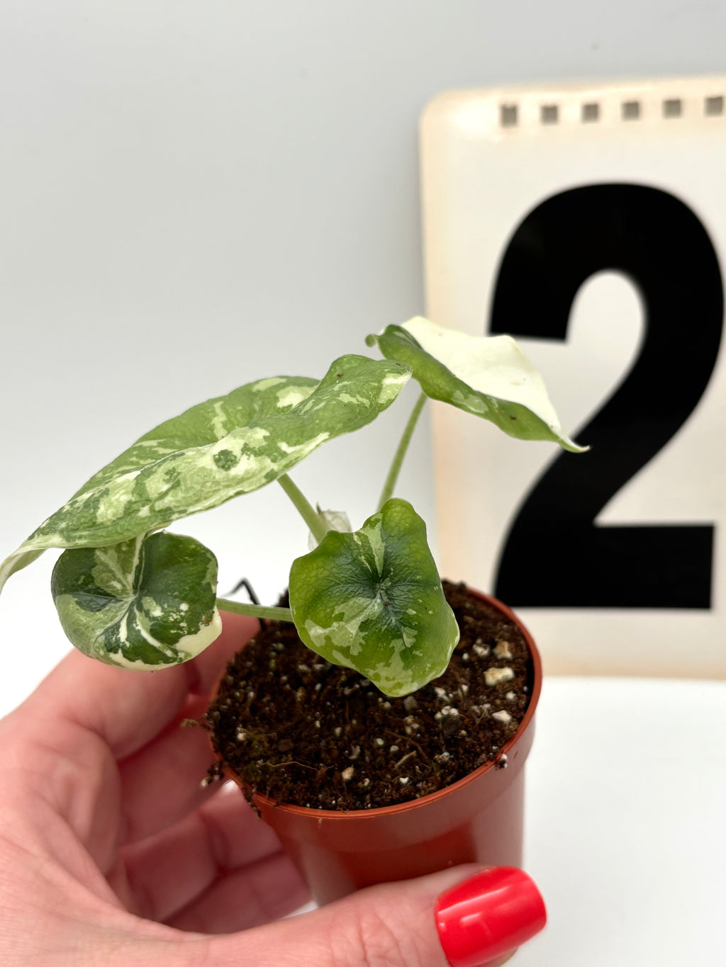 Alocasia Melo Albo Variegata