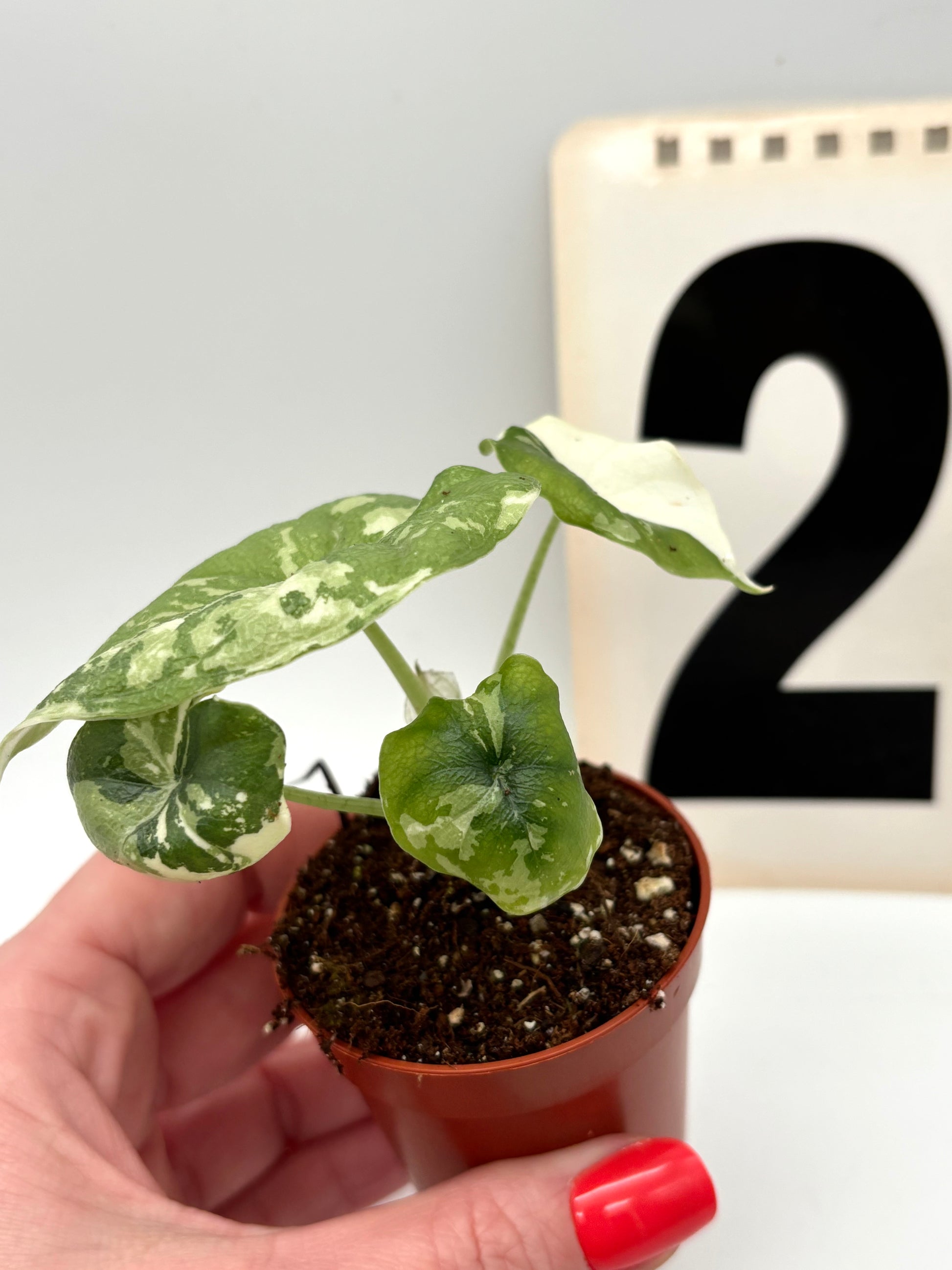 Alocasia Melo Albo Variegata