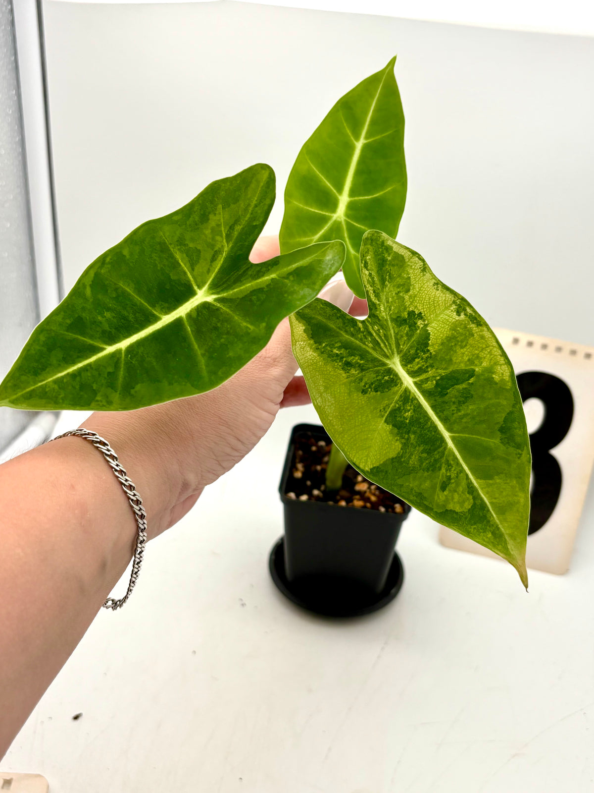 Alocasia Frydek Aurea Pflanze von Exotic-Flowers mit grünen Blättern und goldenen Adern, Nahaufnahme der Blätter.