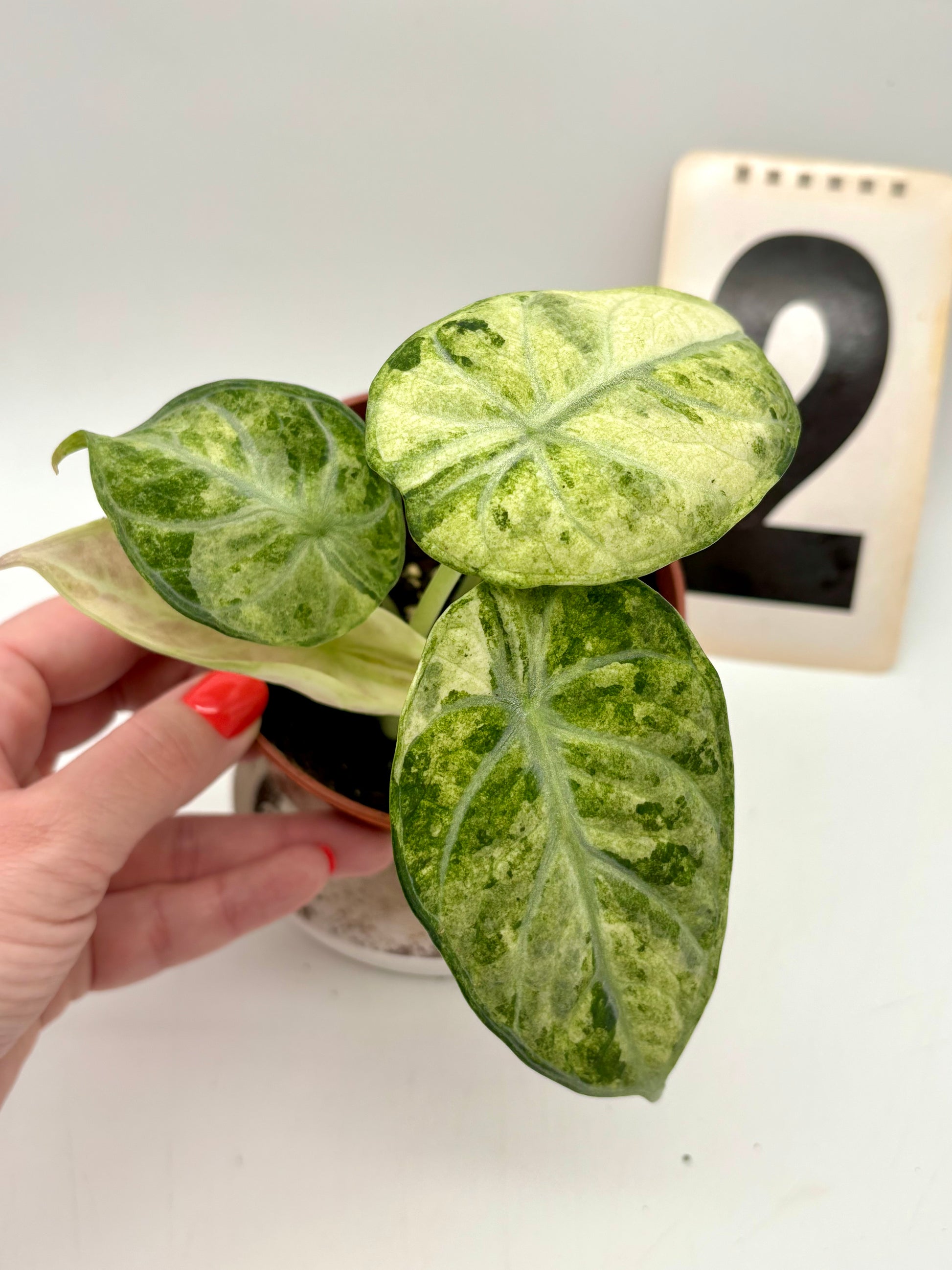 Alocasia Ninja Tricolor