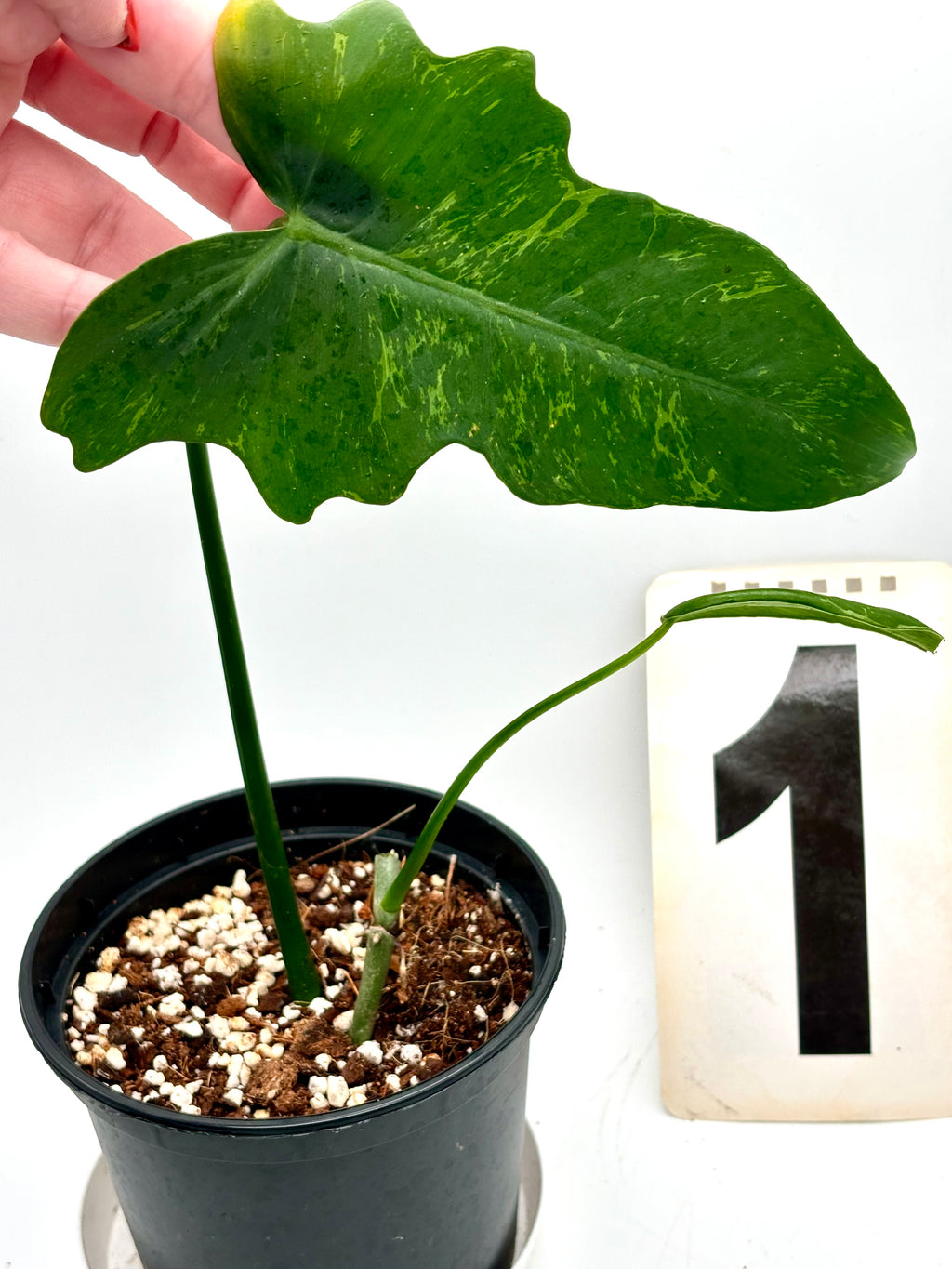 Philodendron Golden Dragon Lime Fiddle - Exotic-Flowers