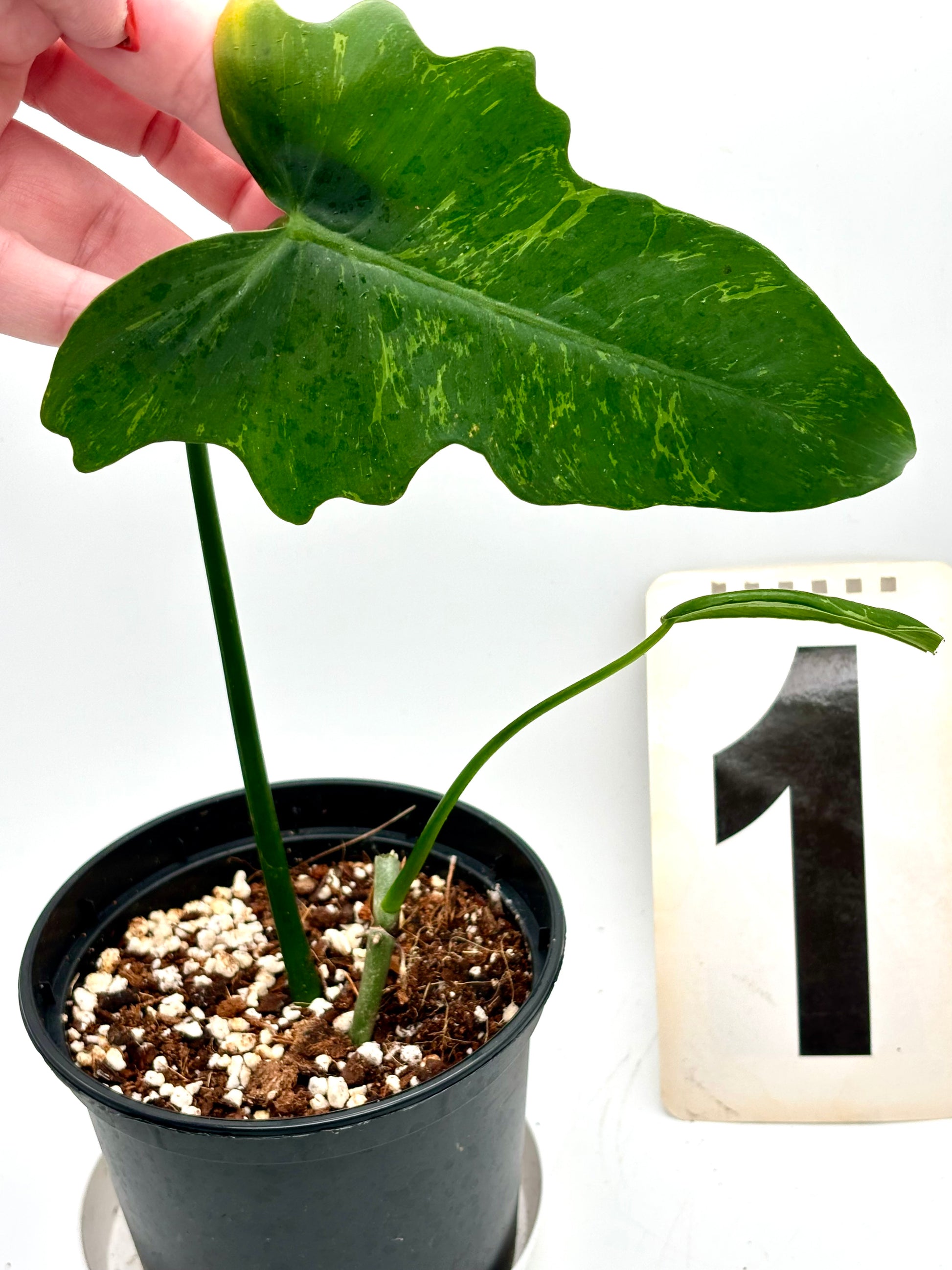 exotic philodendron Philodendron Golden Dragon Lime Fiddle – Exotic-Flowers