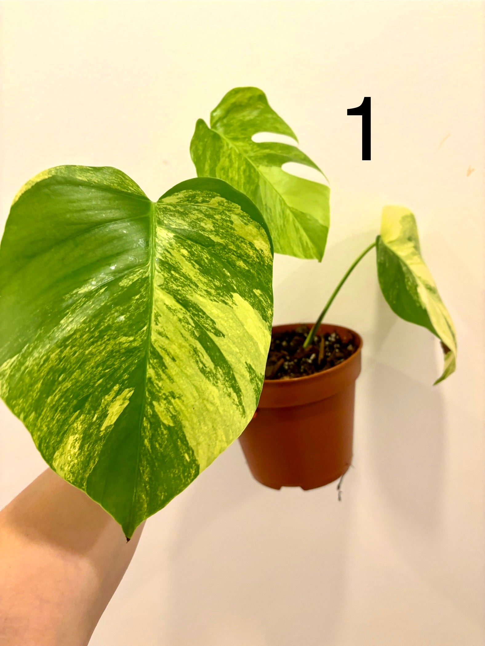 Monstera Aurea Variegata