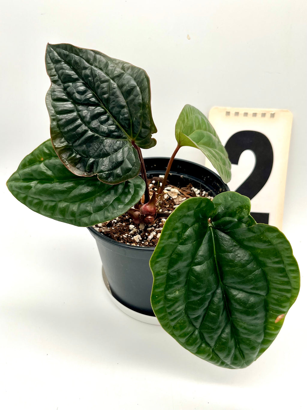 Anthurium Luxurians x Radicans