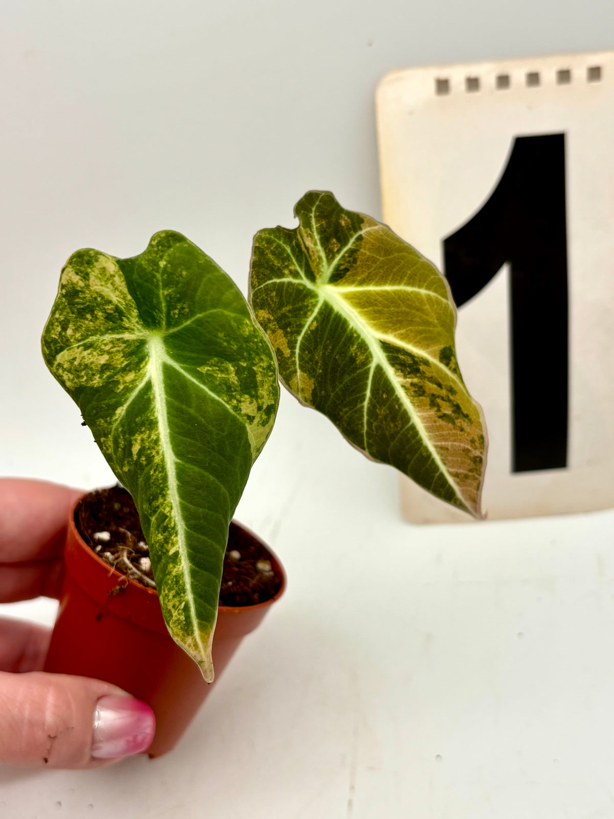 Alocasia Black Velvet Aurea Variegata
