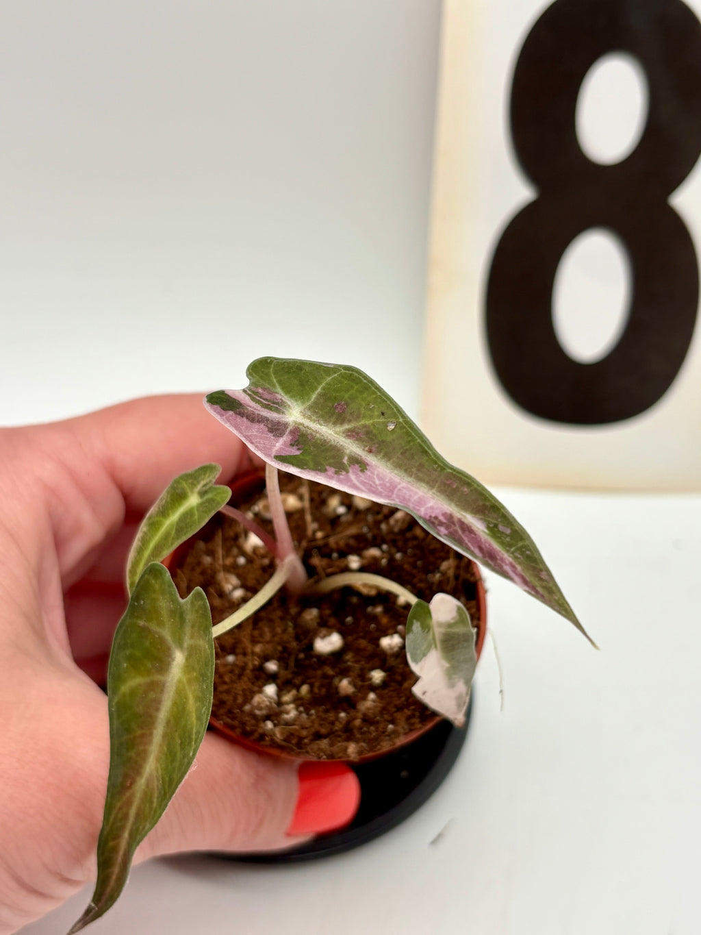 Alocasia Bambino Variegata Pflanze von Exotic-Flowers mit grünen und weißen variegierten Blättern