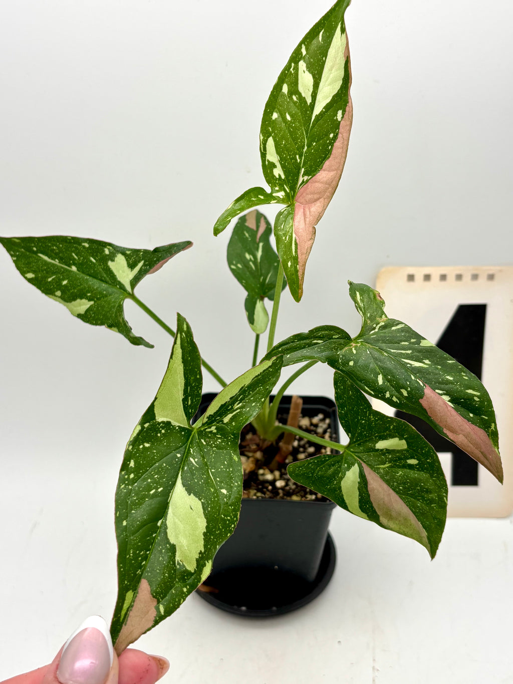 Syngonium Red Spot Tricolor Pflanze von Exotic-Flowers mit grünen, roten und weißen gefleckten Blättern.