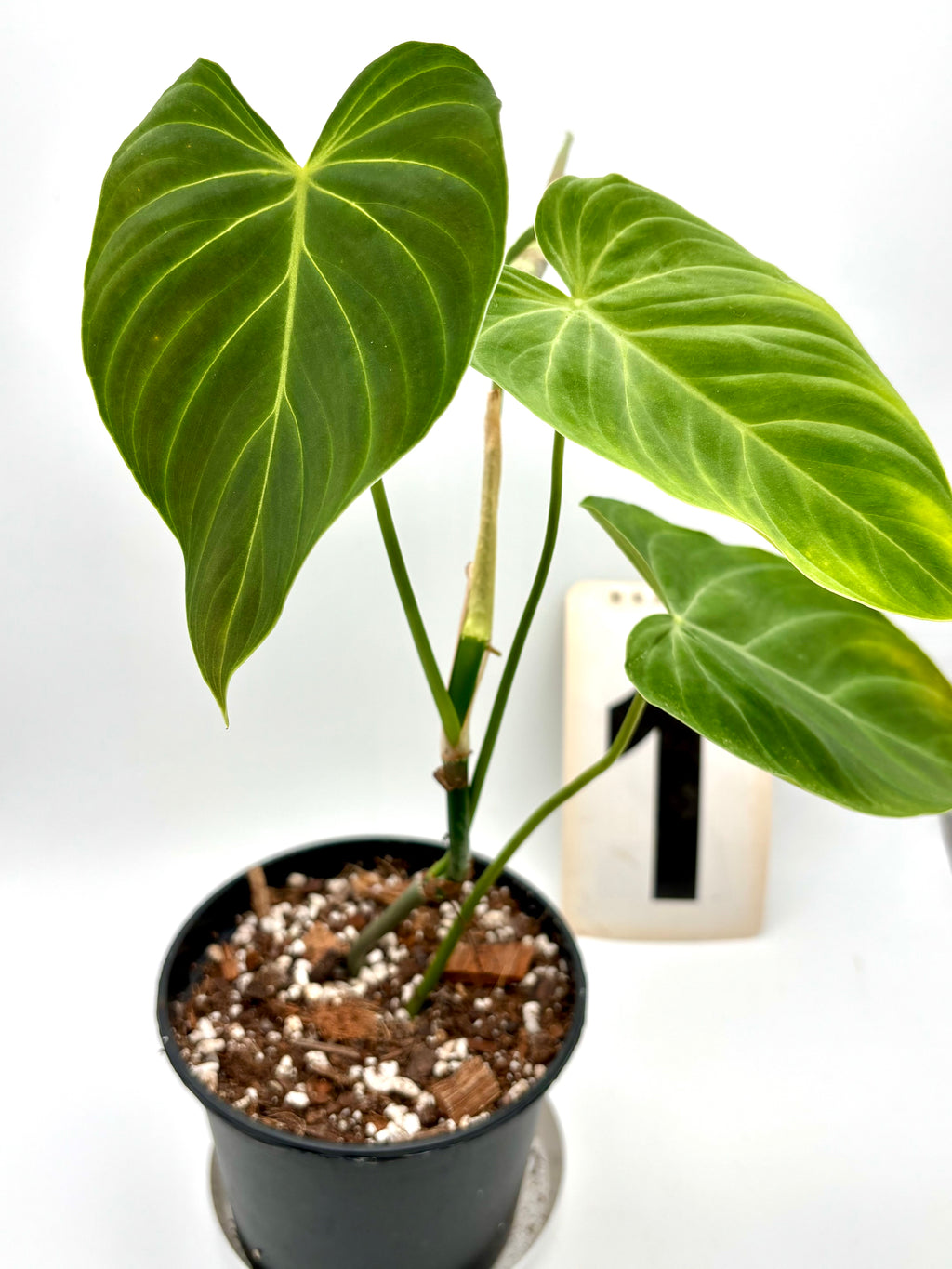 Philodendron Splendid