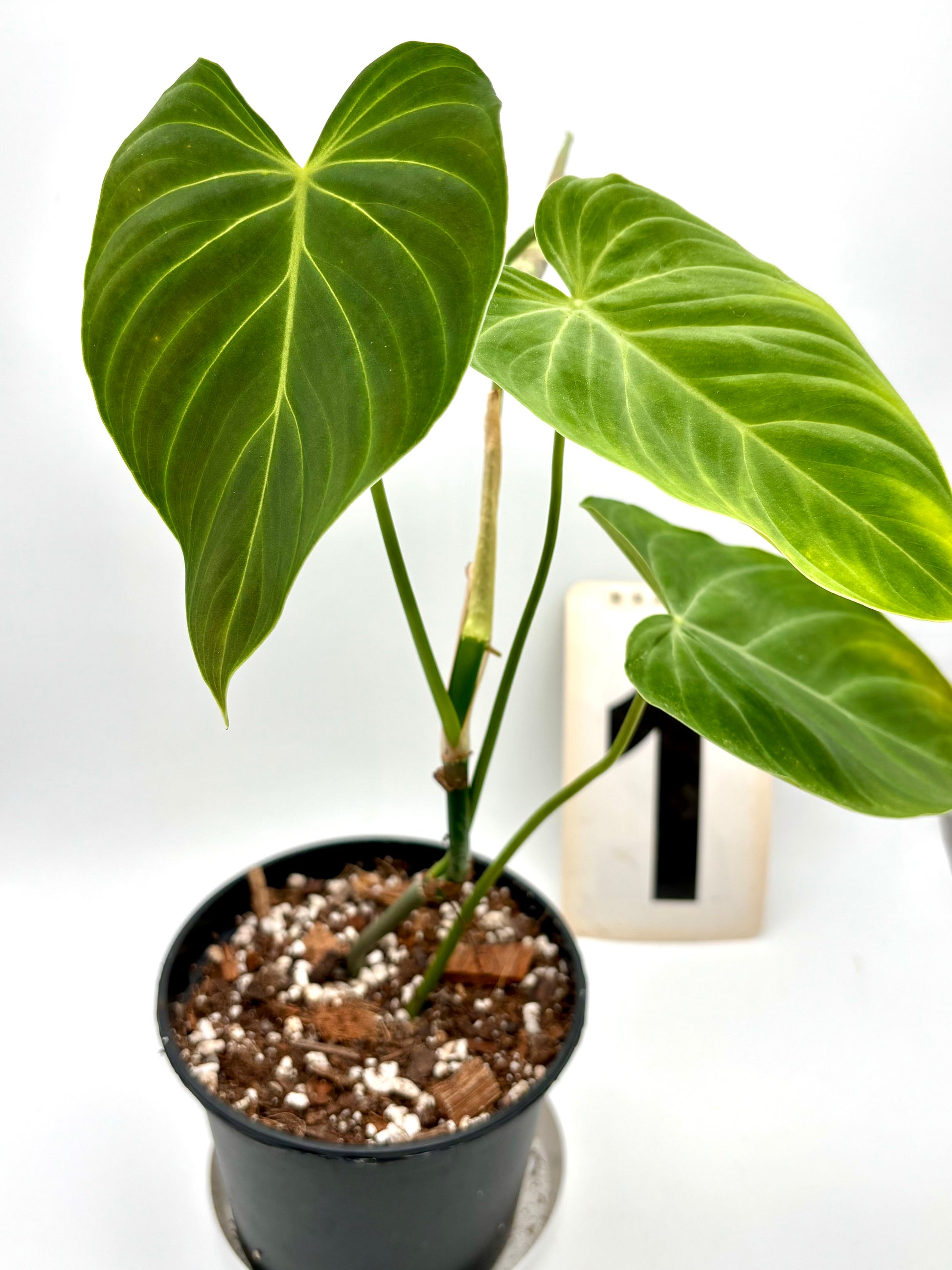 Philodendron Splendid