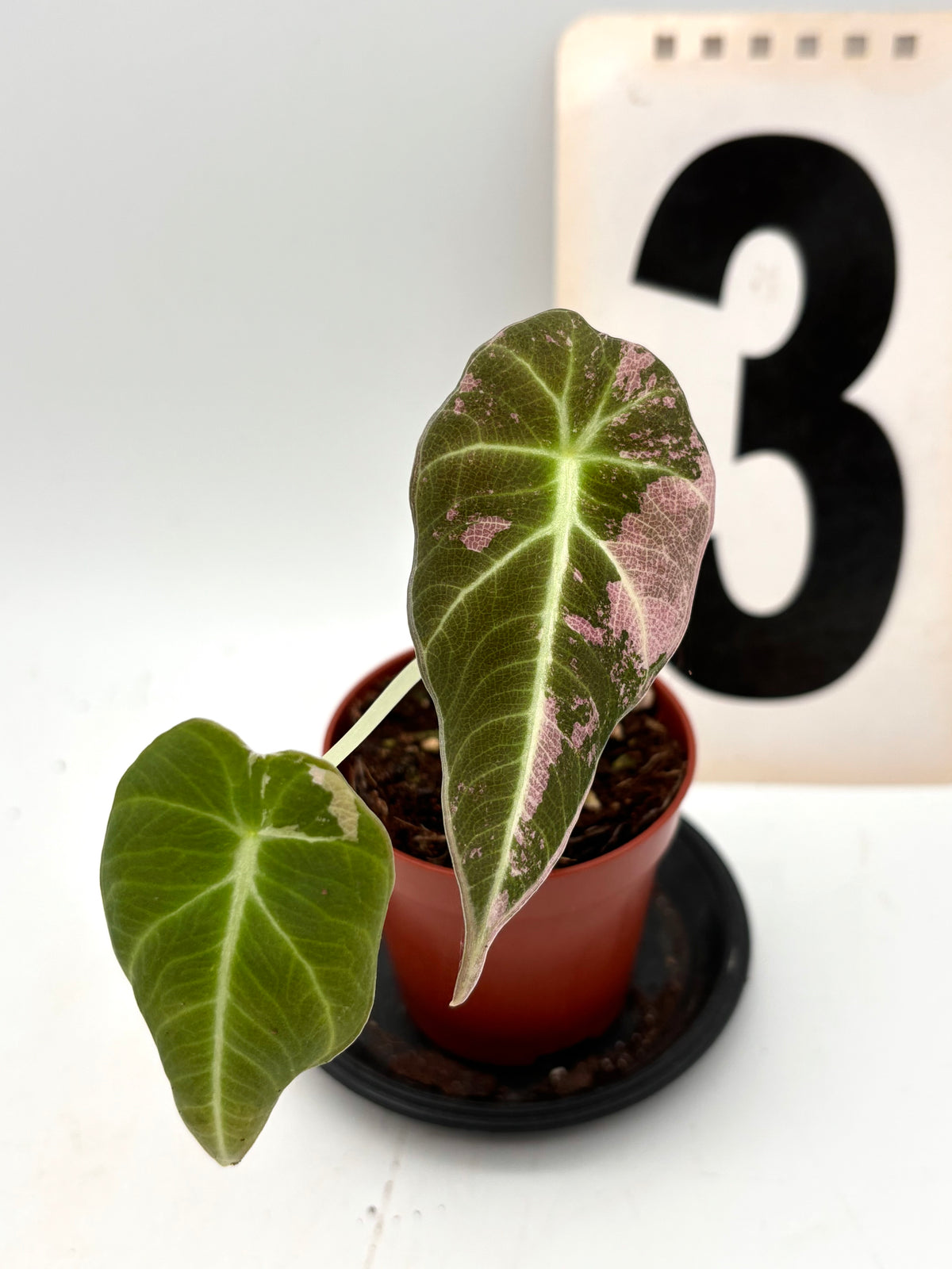 Alocasia Black Velvet Variegata von Exotic-Flowers, große Pflanze mit dunkelgrünen, schwarzen Blättern und weißen Variegationsmustern