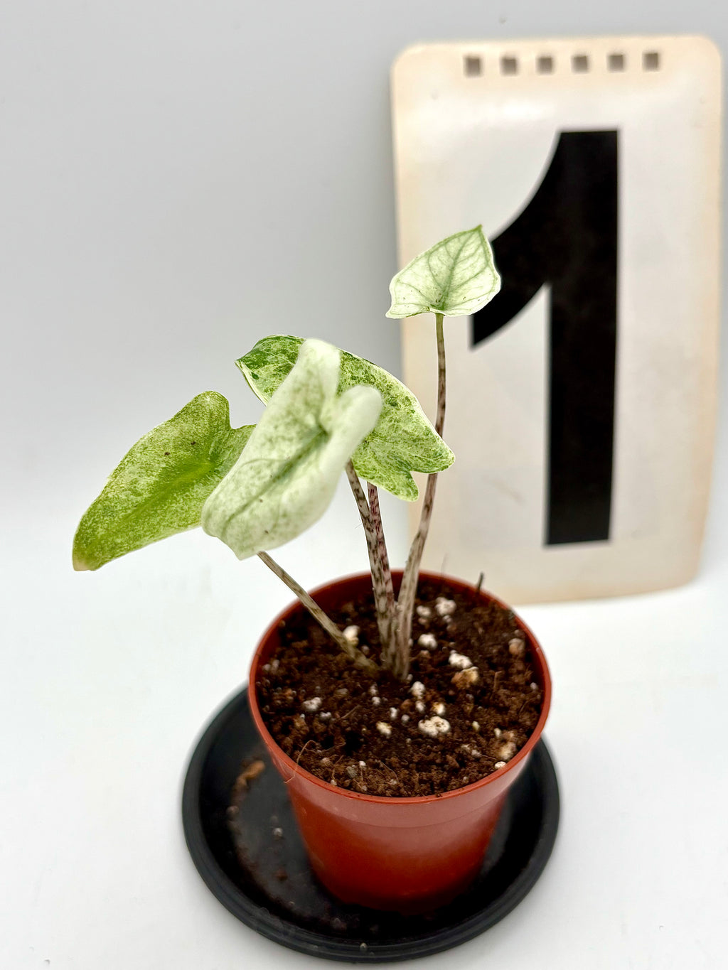Alocasia Zebrina Mint Variegata Pflanze mit grünen und weißen Blättern, exotische Zimmerpflanze von Exotic-Flowers