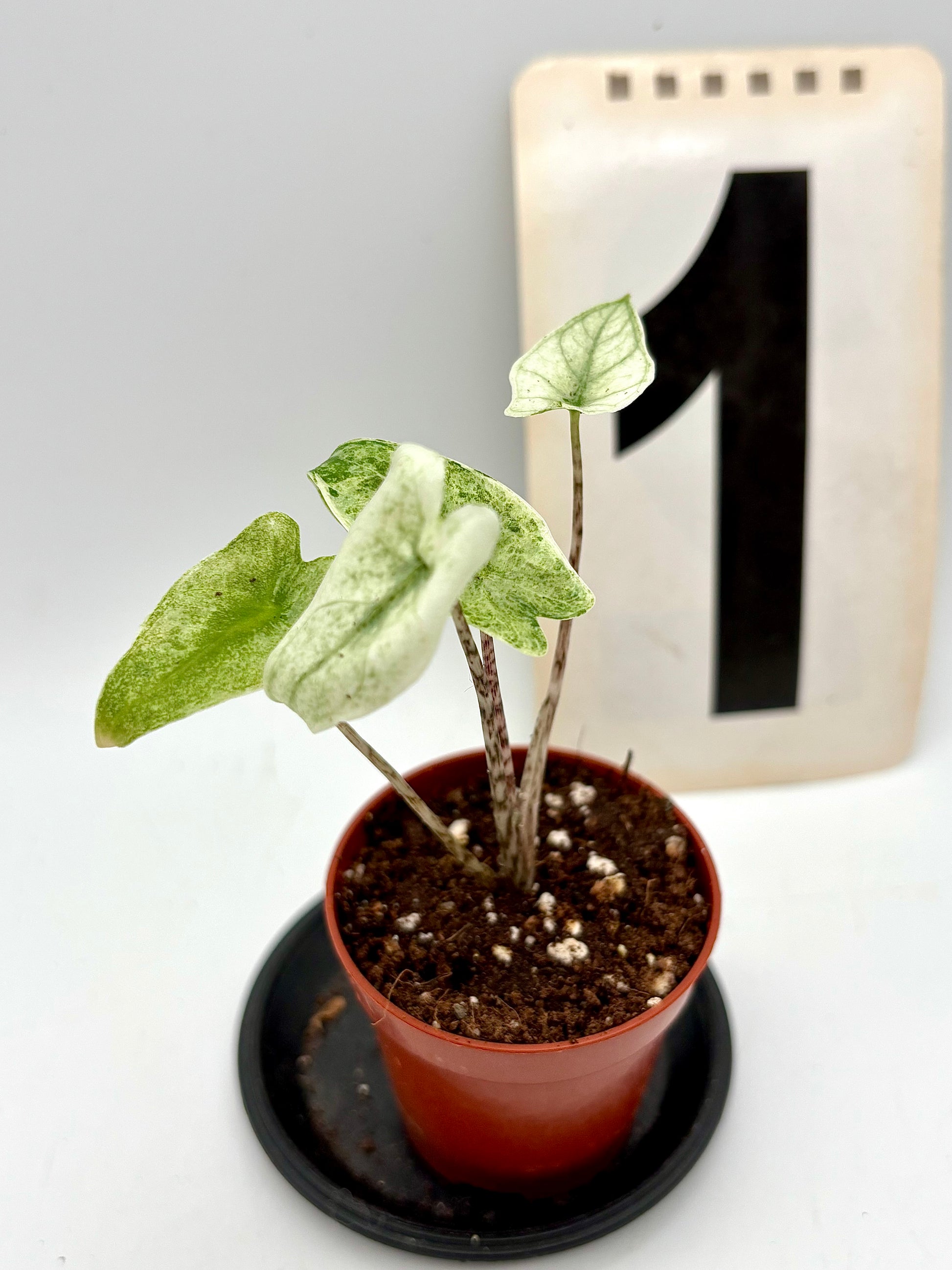 Alocasia Zebrina Mint Variegata Pflanze mit grünen und weißen Blättern, exotische Zimmerpflanze von Exotic-Flowers