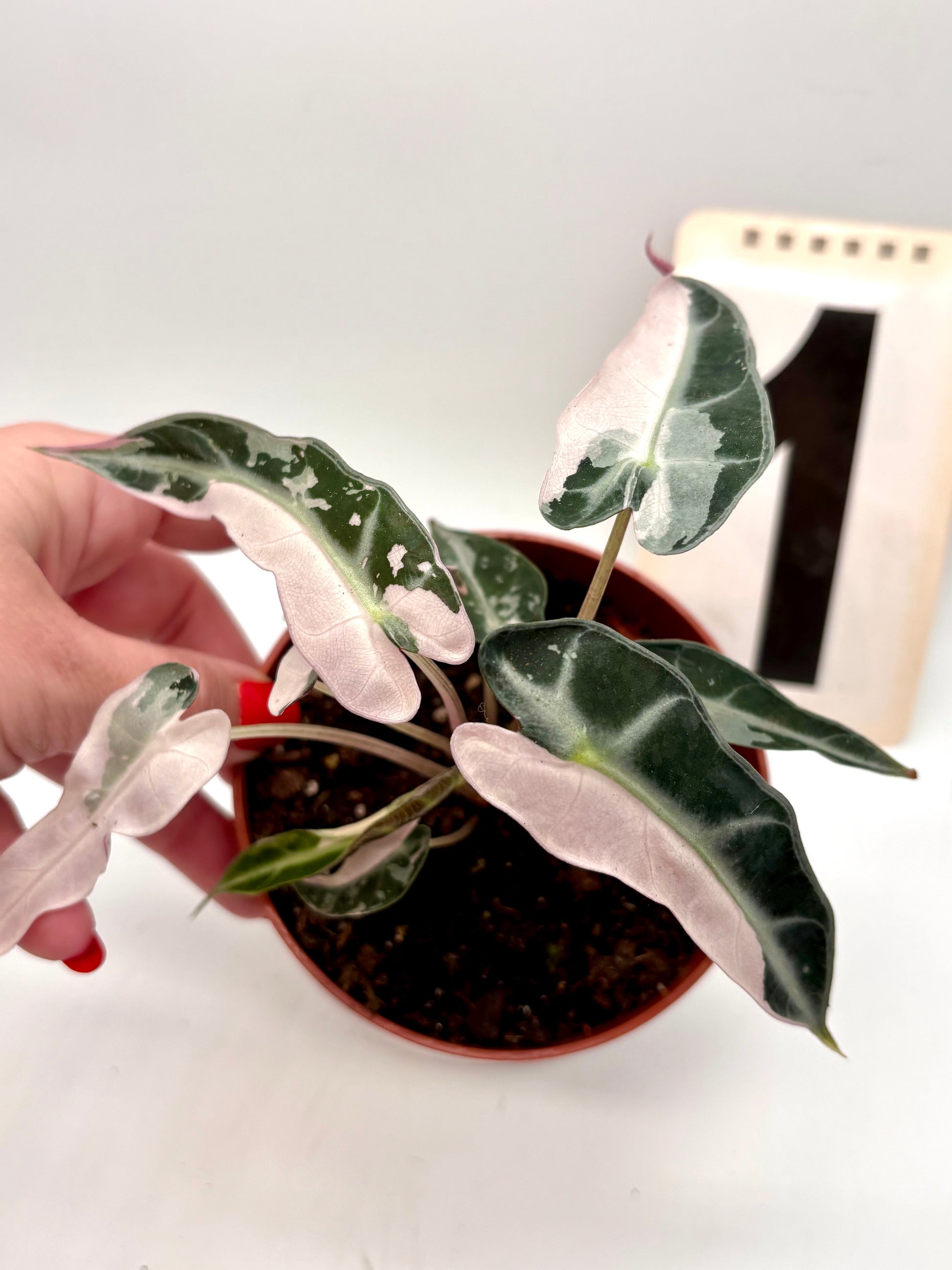 Alocasia Bambino Variegata