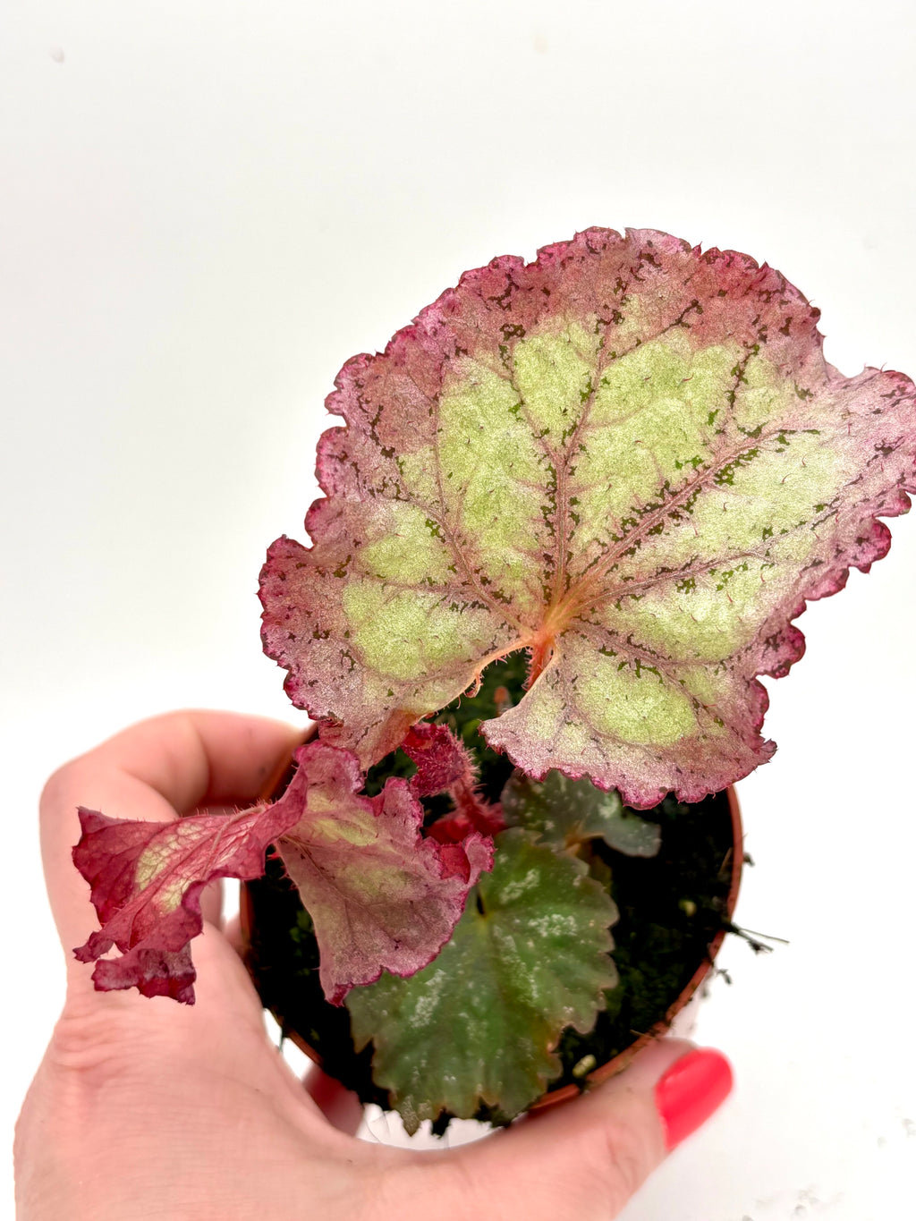 Bengonia Pink Panther von Exotic-Flowers mit pinken Blüten und grünen Blättern, im Top auf einem Balkon.