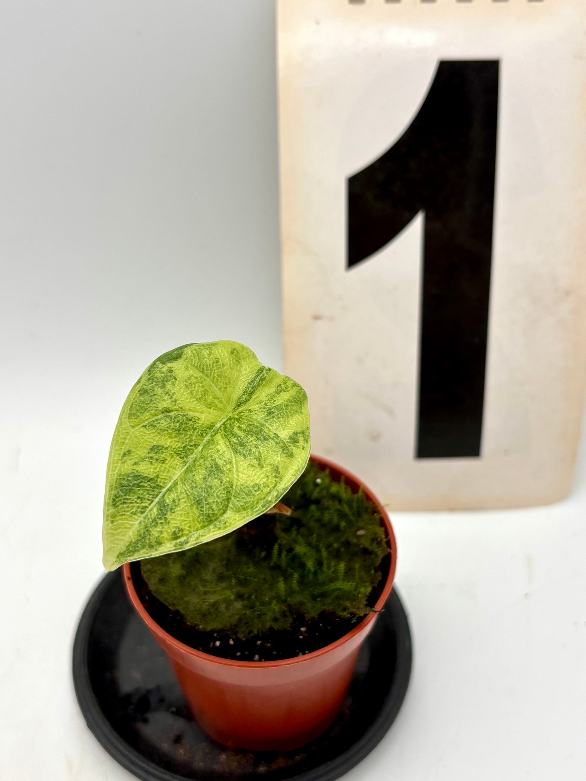 Alocasia Melo Tricolor Pflanze von Exotic-Flowers mit grünen, weißen und rosafarbenen Blättern, im Top auf einem Holzuntergrund