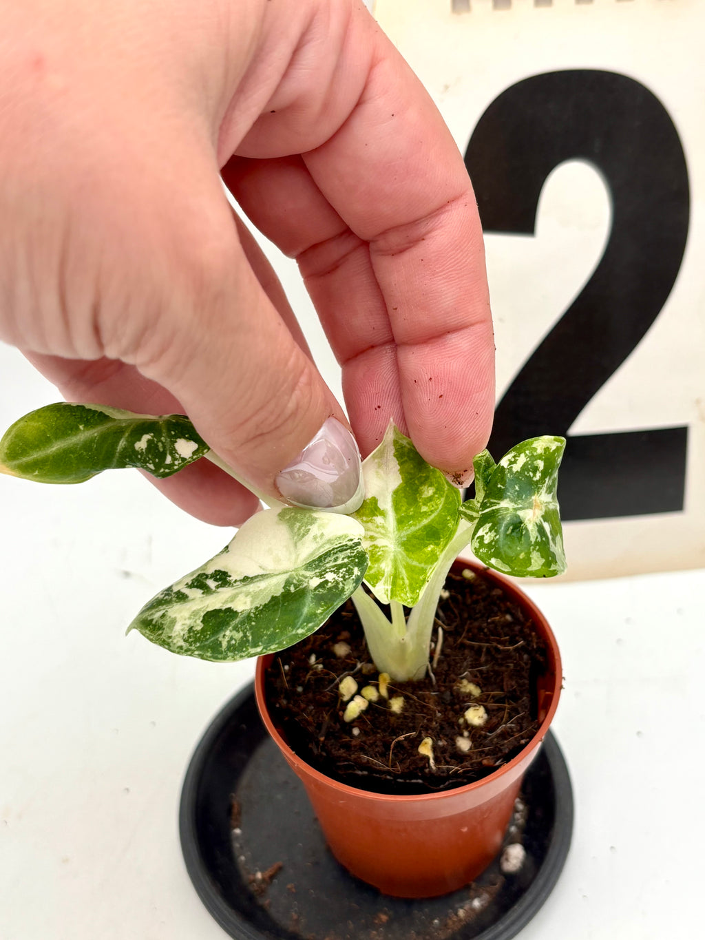 Alocasia Ninja Albo