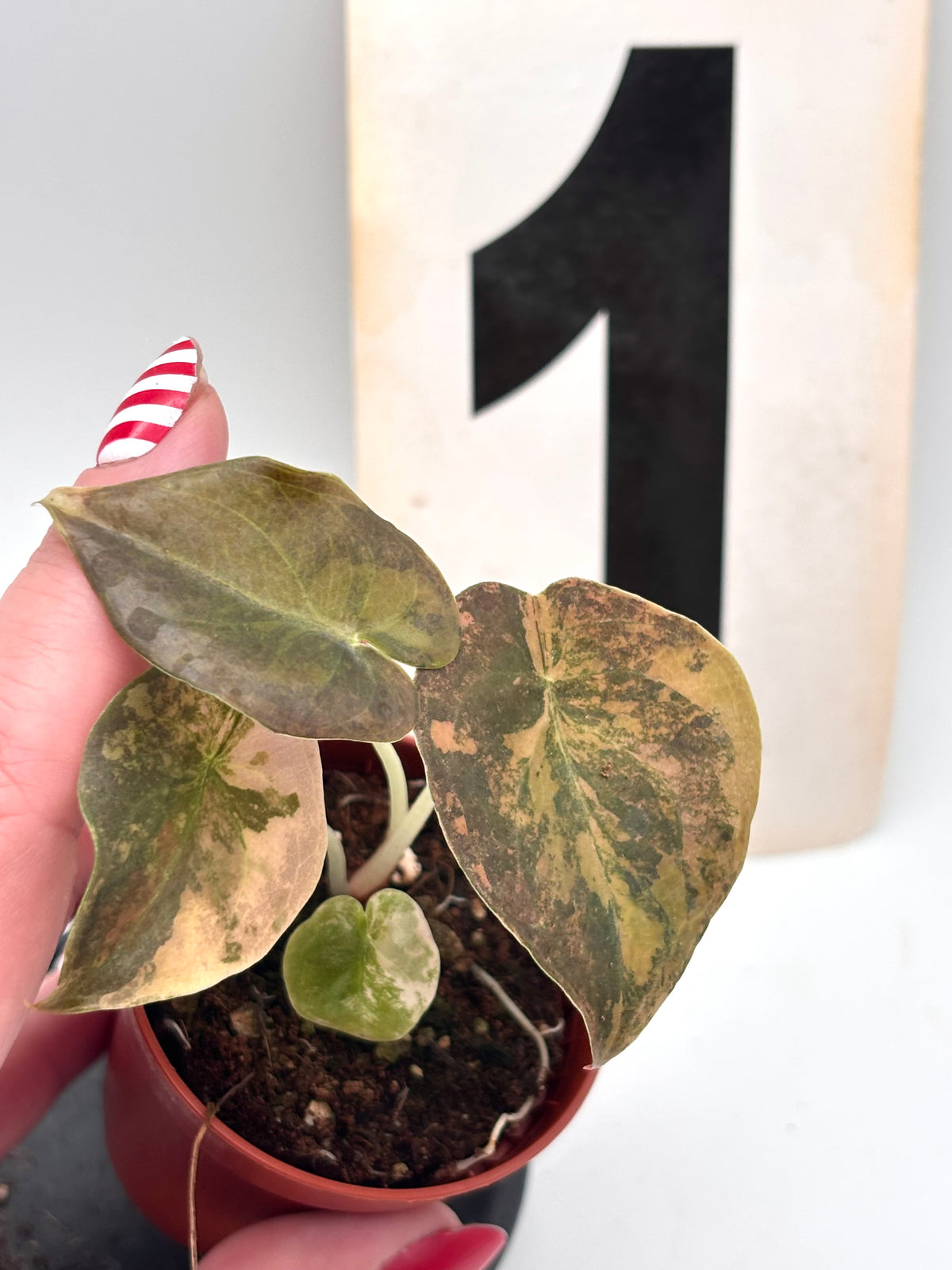Alocasia Cuprea Golden Latte Variegata