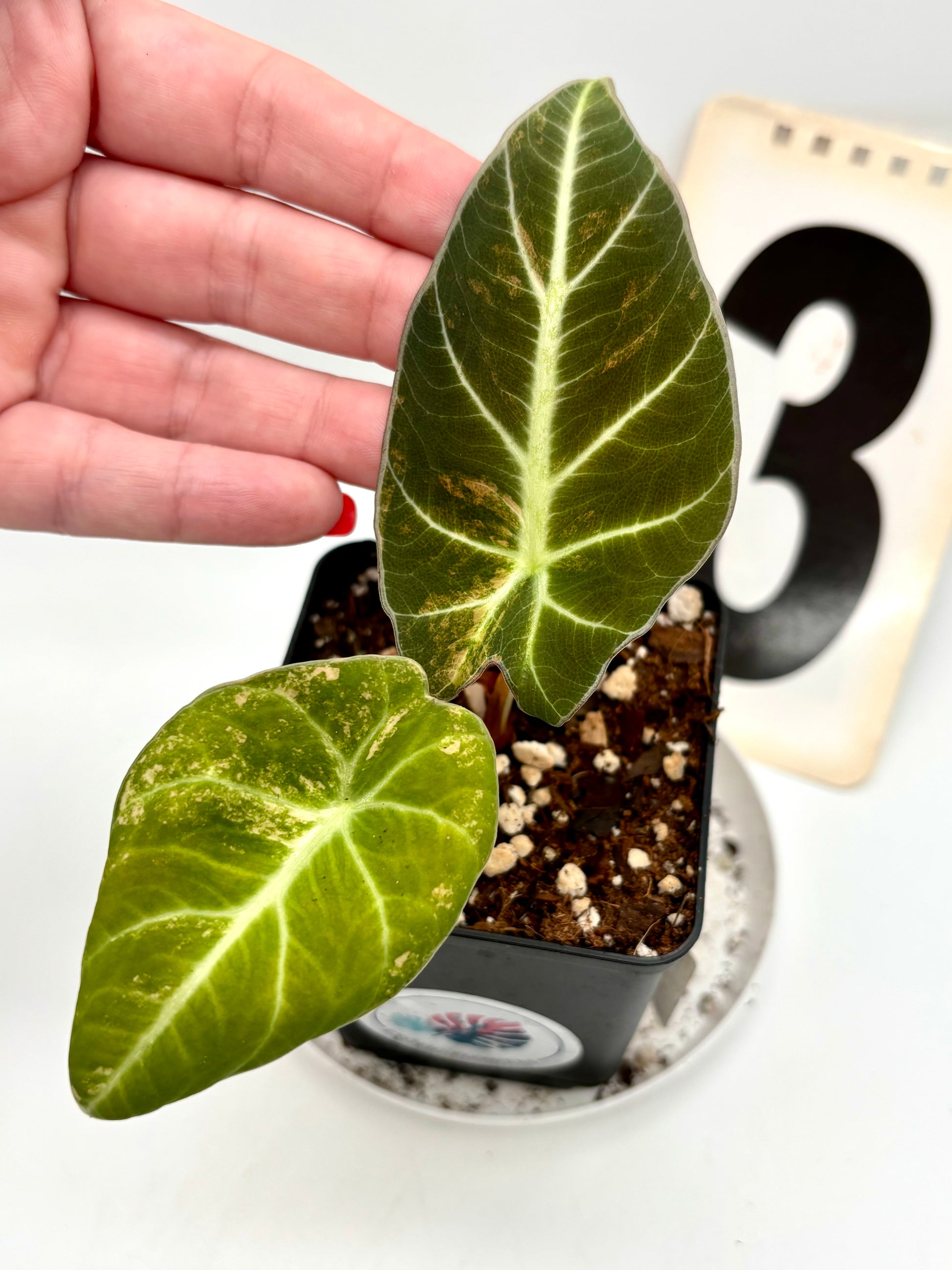 Alocasia Black Velvet Aurea Variegata