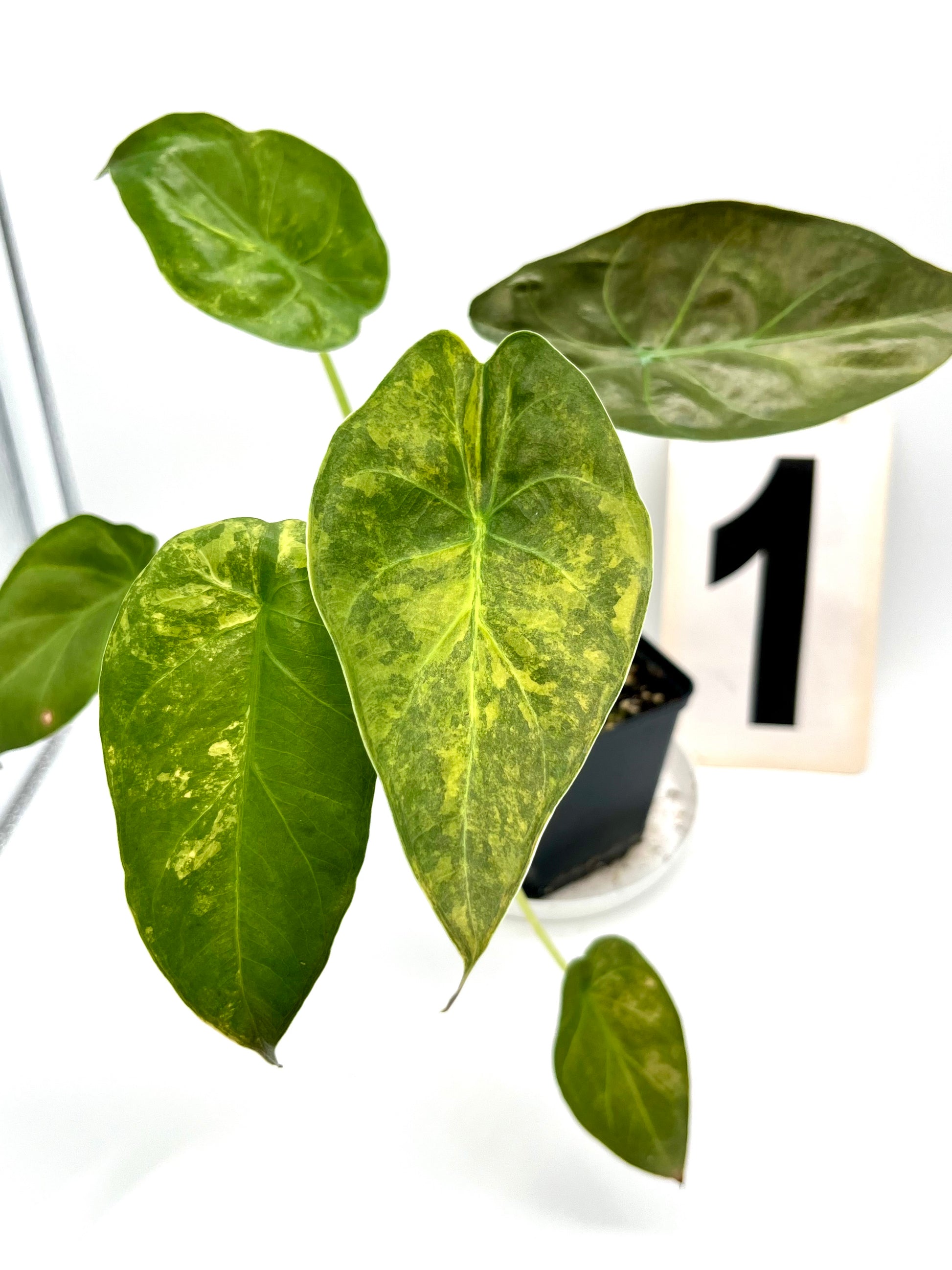 Alocasia Wentii (Sunset) Variegata