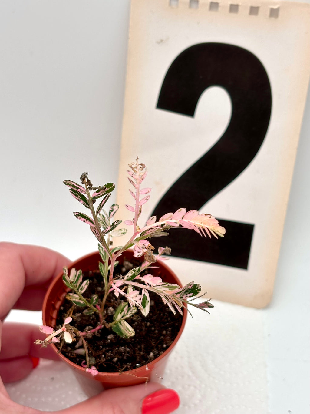 Phyllanthus Urinaria Pink Variegata