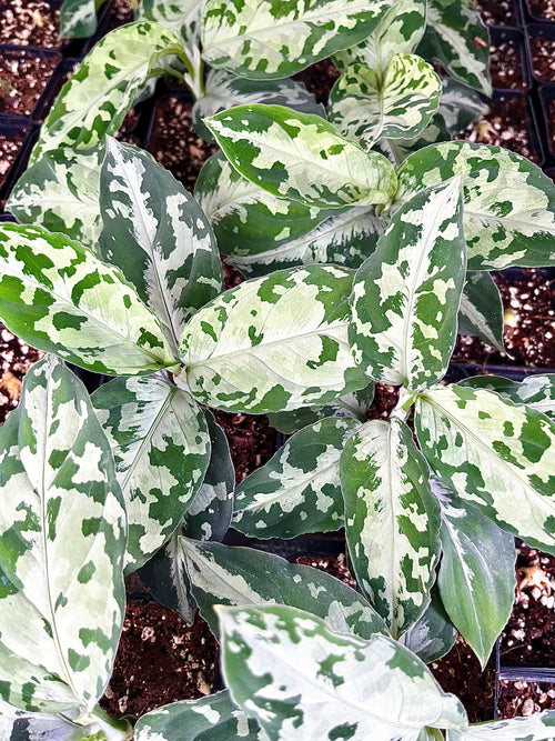 Aglaonema Pictum Tricolor Black - Exotic-Flowers