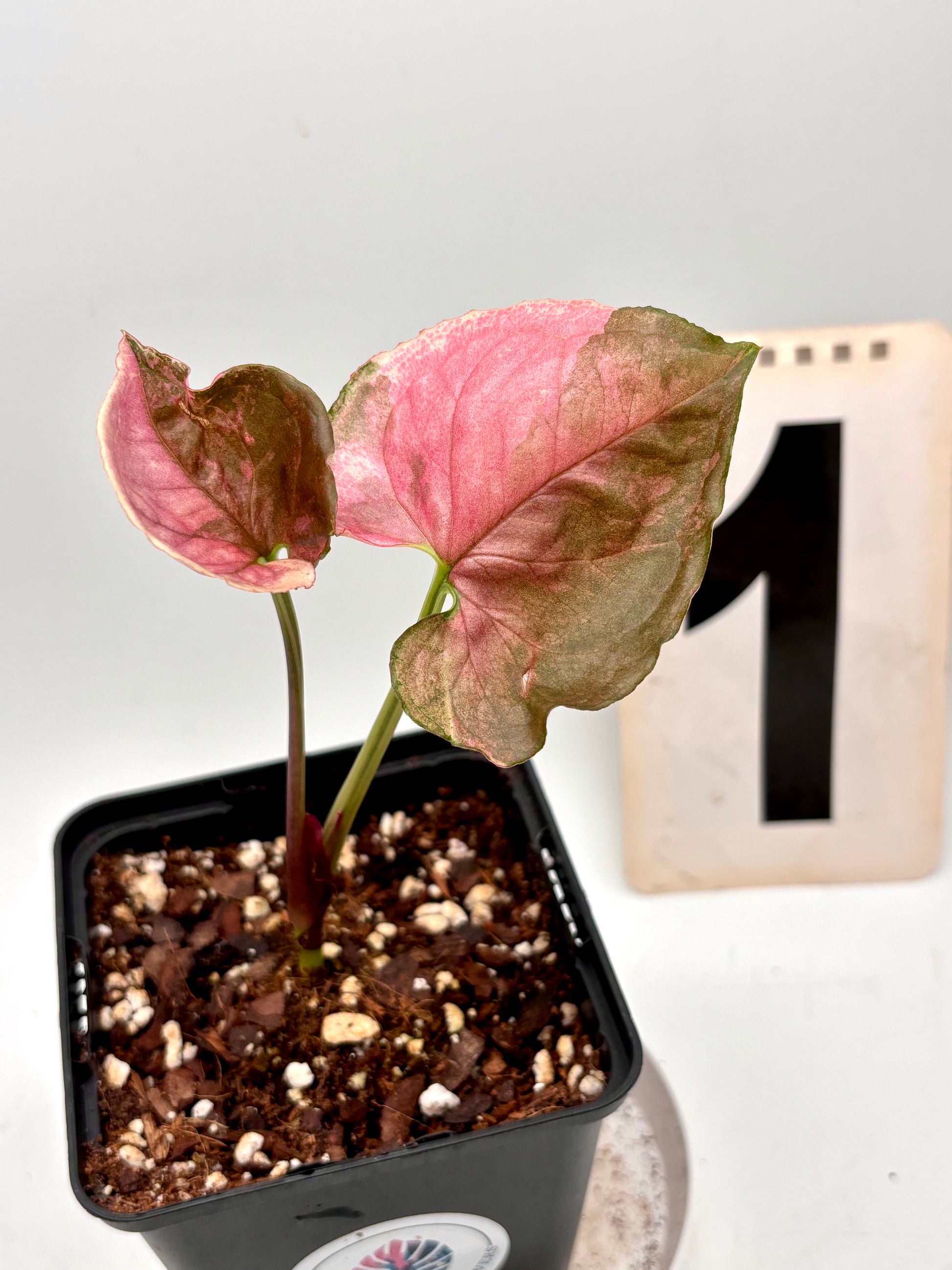 Syngonium Strawberry Ice Galaxy Pflanze mit bunten grünen und rosa Blättern, exotische Zimmerpflanze von Exotic-Flowers