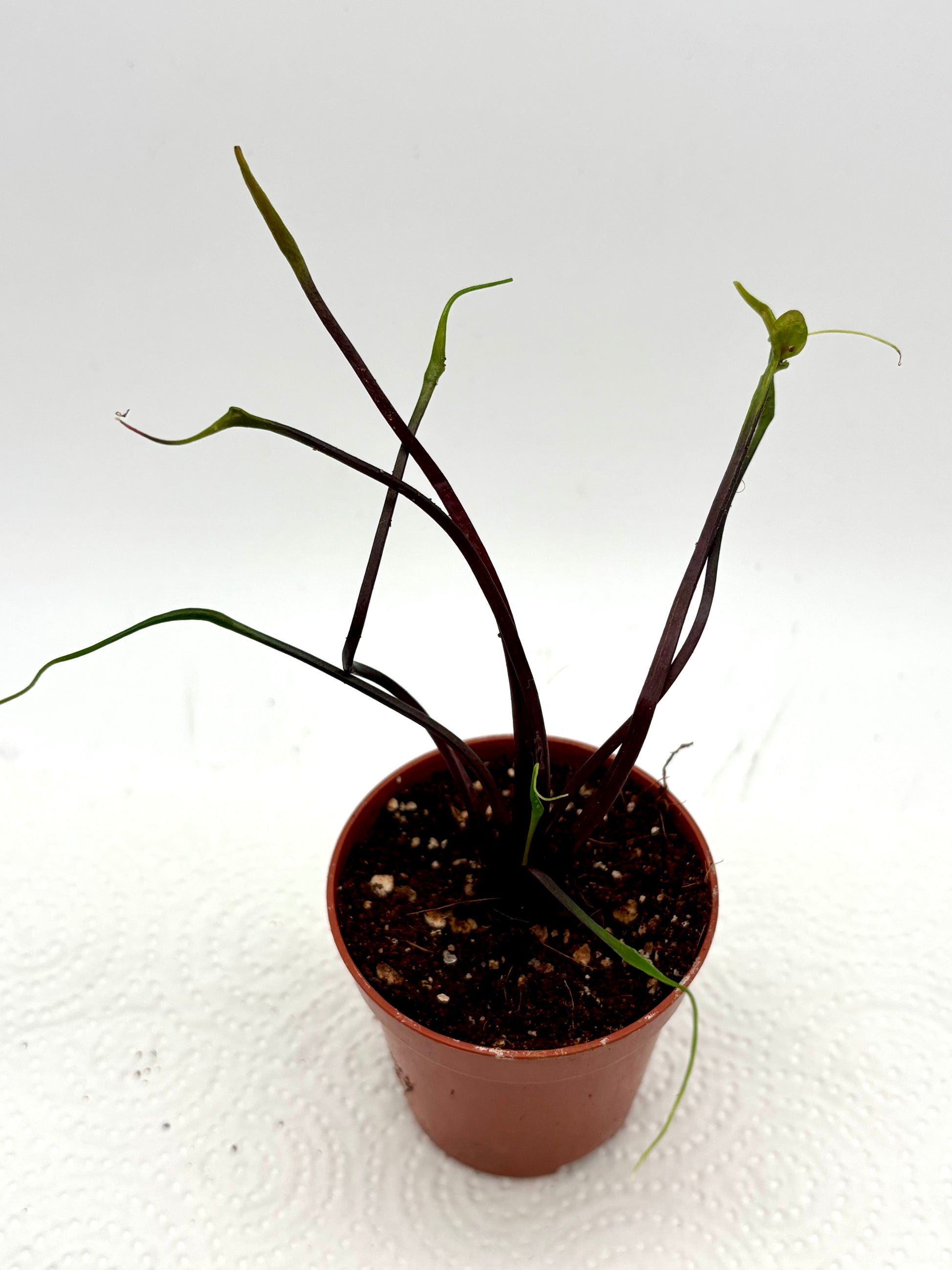 Alocasia Flying Squid Pflanze von Exotic-Flowers mit großen, blattförmigen, silbrigen Blättern, ideal für Zimmergarten.