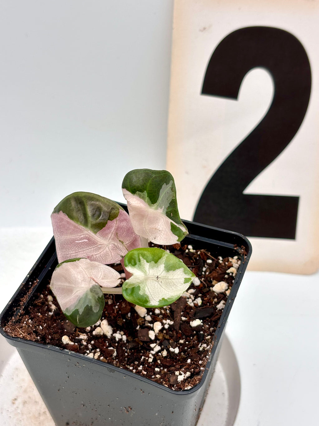 Alocasia Balloon Heart Variegata