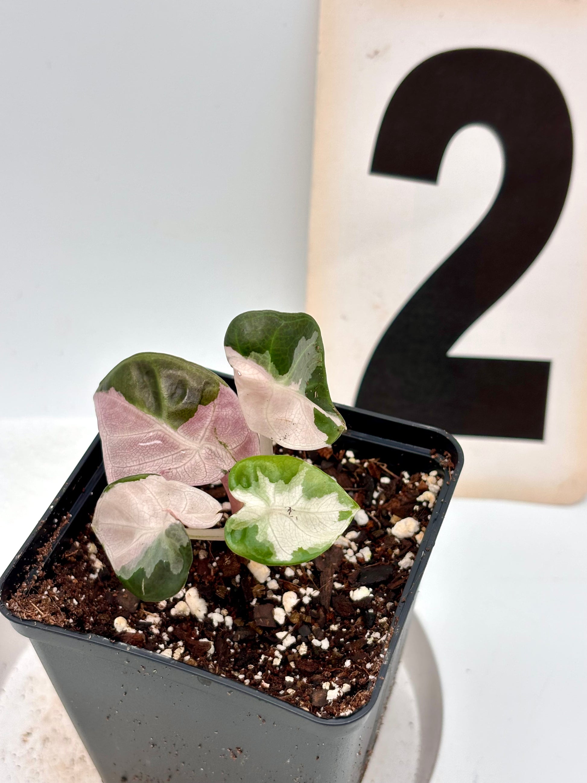 Alocasia Balloon Heart Variegata