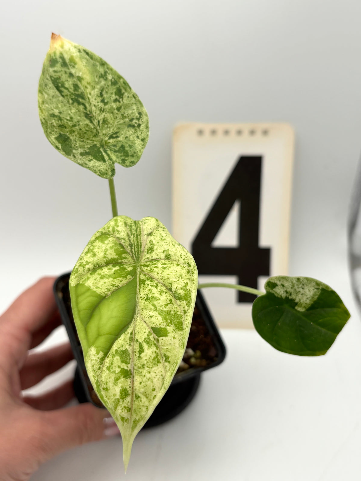 Alocasia Dragon Scale Mint