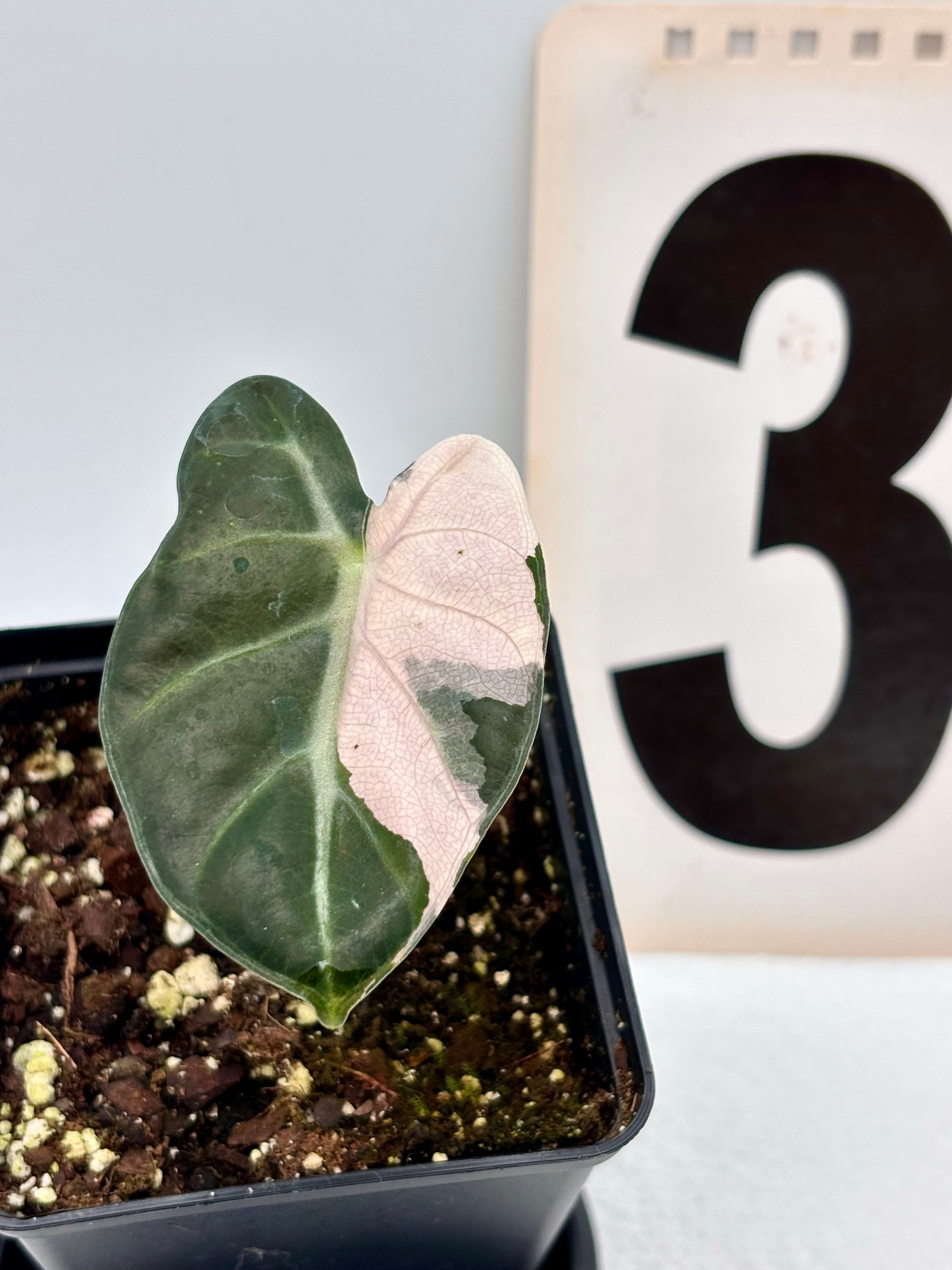 Alocasia Balloon Heart Variegata