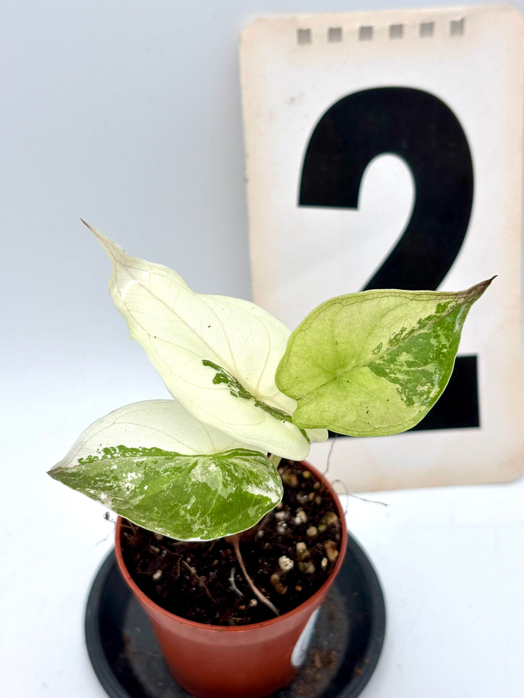 Alocasia Wentii Albo mit pinken Variegationen, exotische Zimmerpflanze von Exotic-Flowers, große grüne Blätter mit weißen und rosa Mustern
