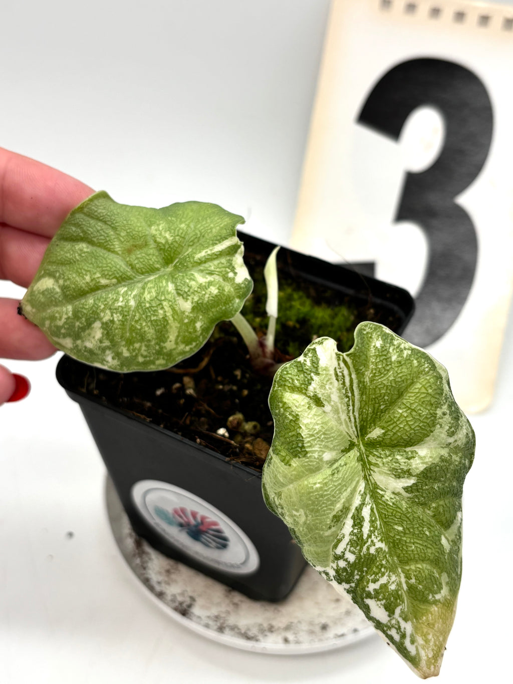 Alocasia Melo Albo Variegata