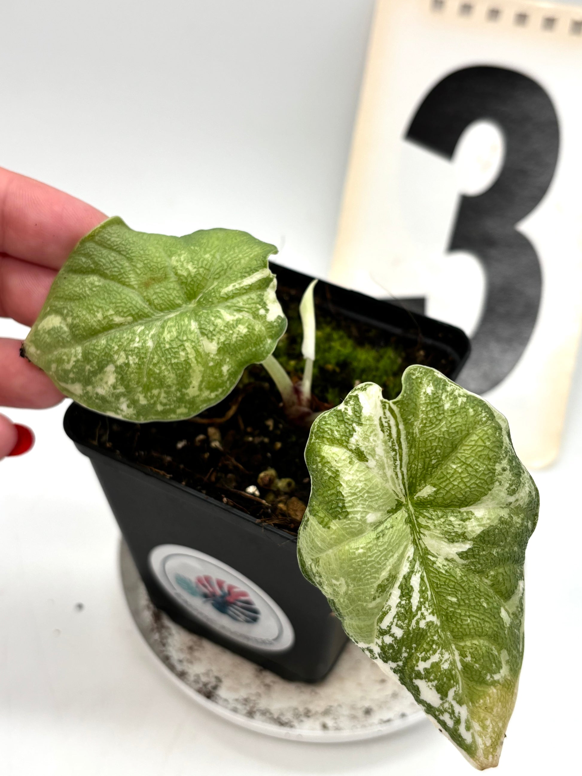 Alocasia Melo Albo Variegata
