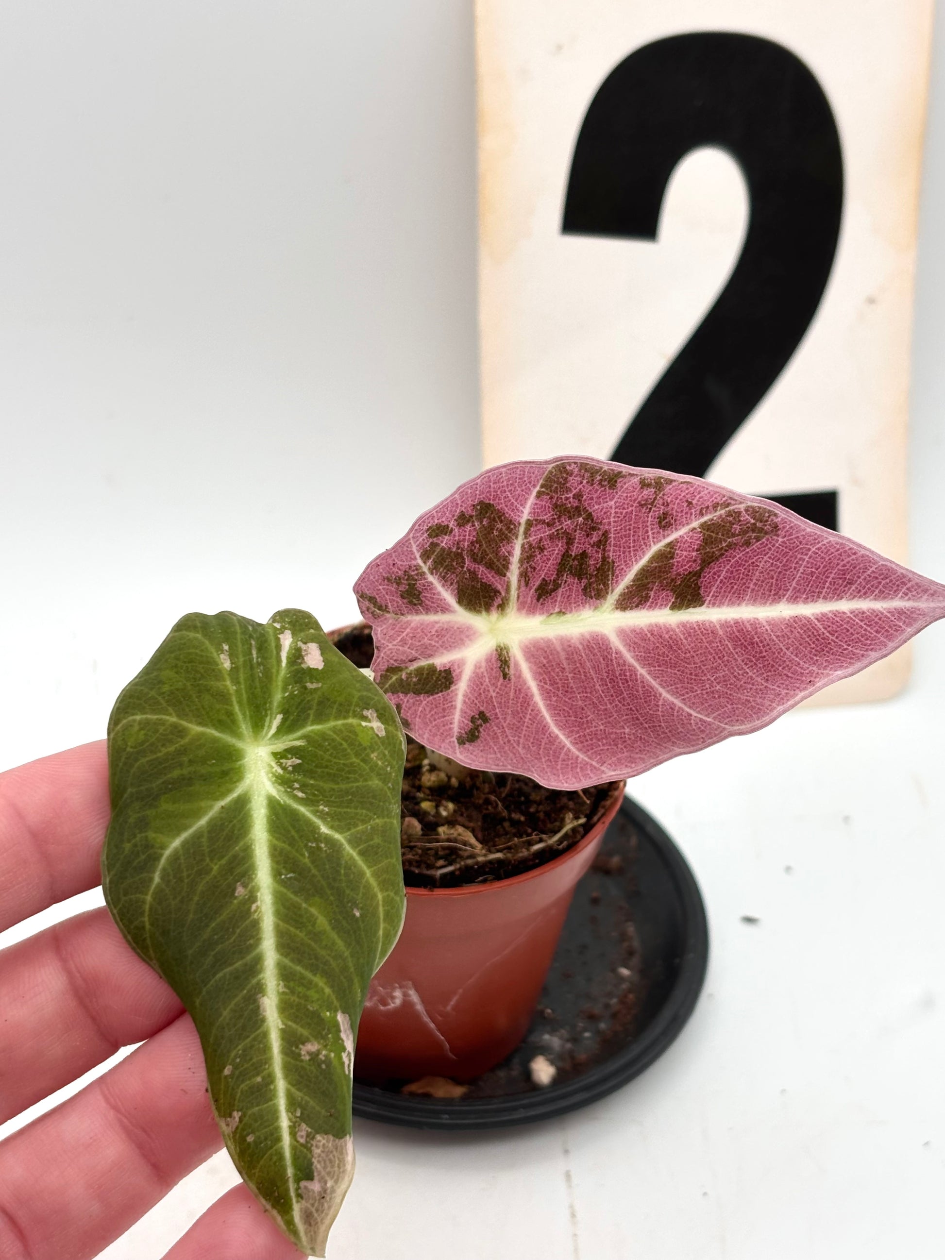 Alocasia Black Velvet Variegata Pflanze von Exotic-Flowers mit dunkelgrünen, schwarzen und weißen variierten Blättern.