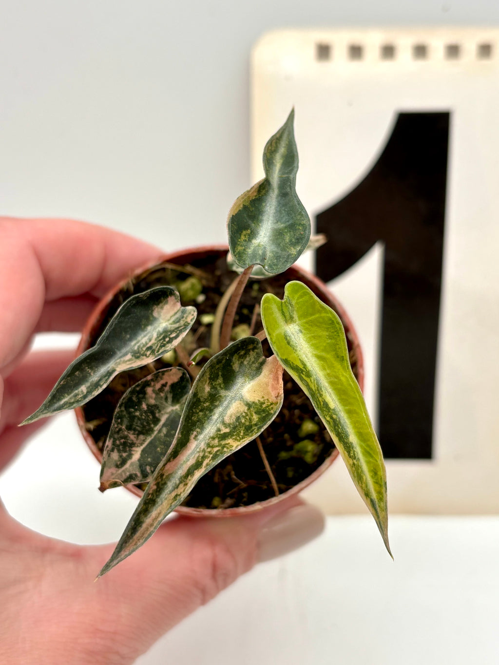 Alocasia Bambino Aurea Variegata