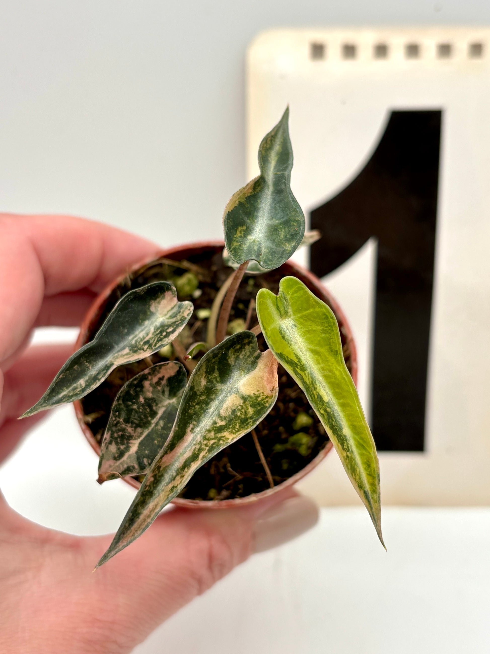 Alocasia Bambino Aurea Variegata